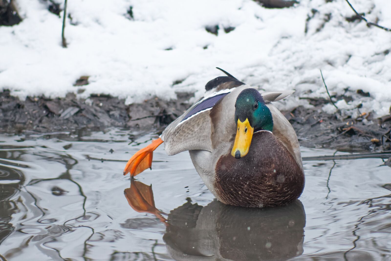 Canon EOS 500D (EOS Rebel T1i / EOS Kiss X3) sample photo. Duck, drake, water photography