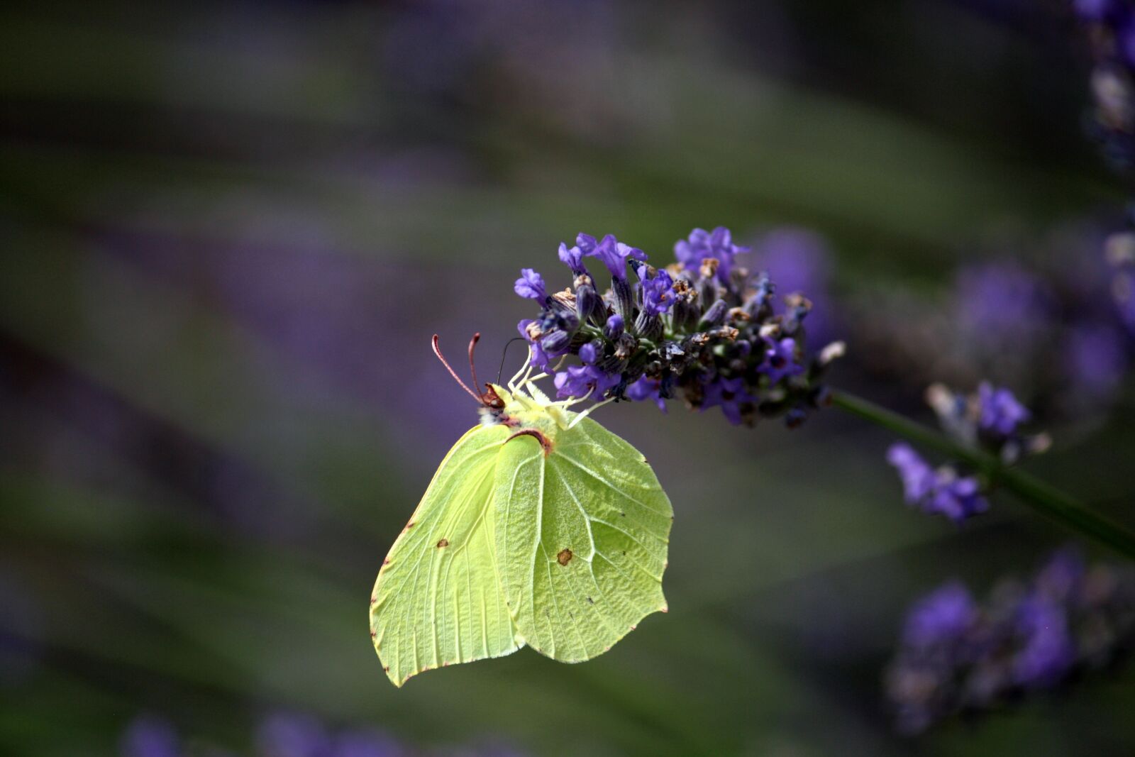 Canon EOS 1000D (EOS Digital Rebel XS / EOS Kiss F) sample photo. Lavender, gonepteryx rhamni, butterfly photography