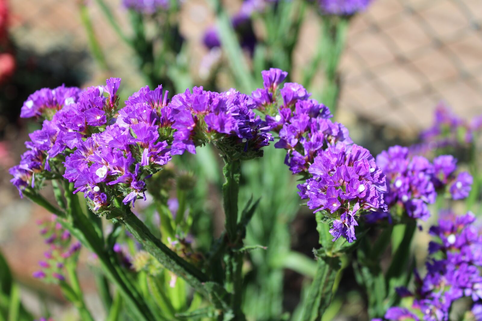 Canon EOS 1300D (EOS Rebel T6 / EOS Kiss X80) sample photo. Flowers, nature, spring photography