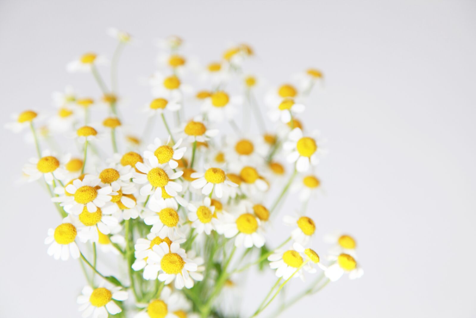 Canon EOS 5D Mark II sample photo. Bunch, of, daisy photography