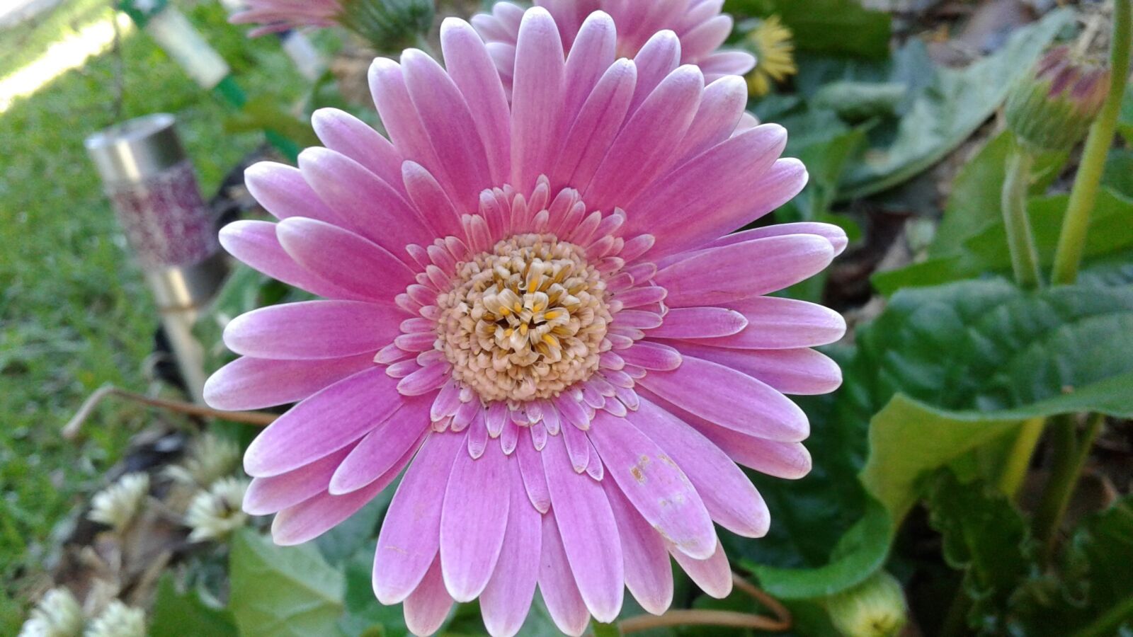 Samsung Galaxy J2 sample photo. Flower, flower's, petal photography