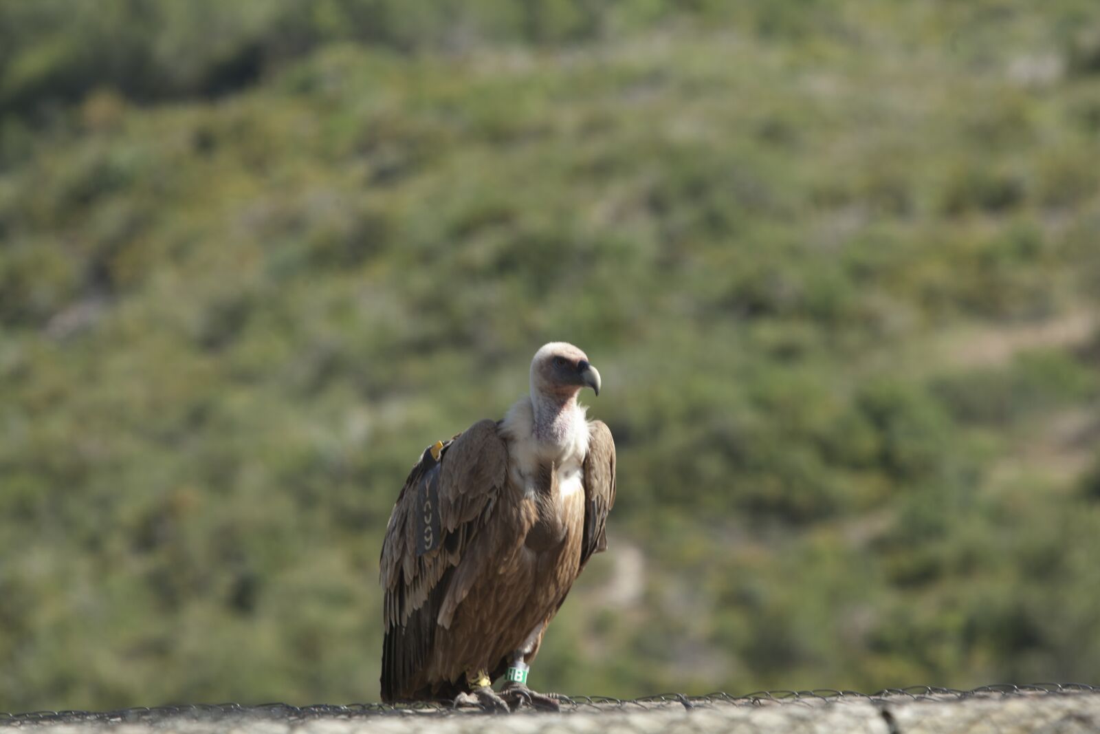 Canon EOS 5D Mark II sample photo. Vulture, bird, bird of photography