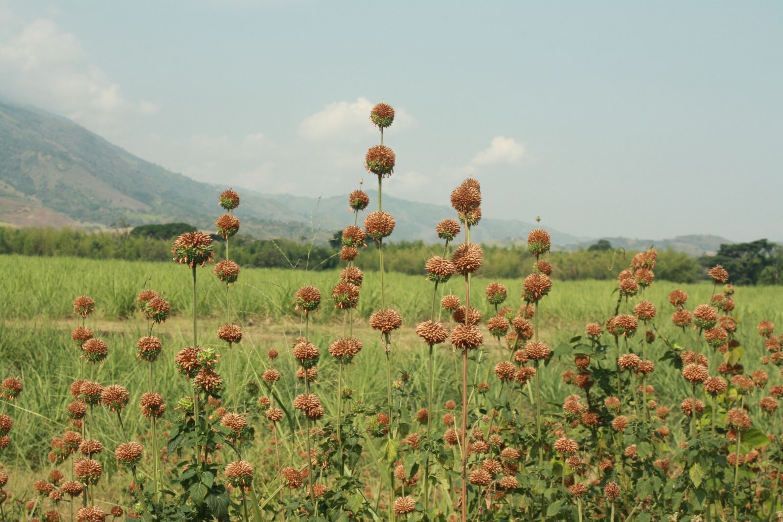 Canon EOS 1000D (EOS Digital Rebel XS / EOS Kiss F) sample photo. Brown flower, landscape, plant photography