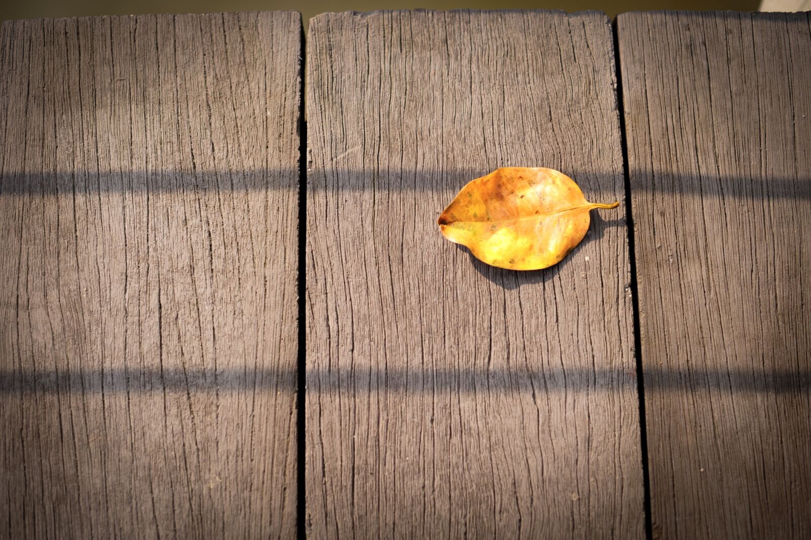 Nikon D700 sample photo. Leaf, fall, autumn photography