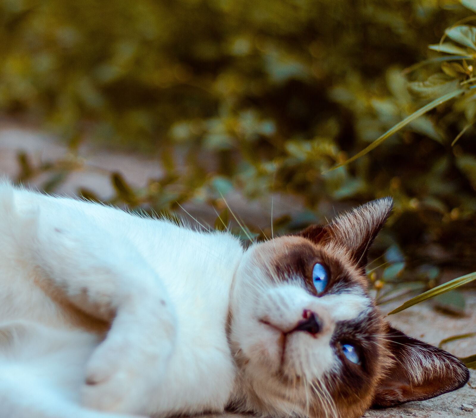 Canon EF 50mm F1.8 STM sample photo. Cat, gato, cute photography