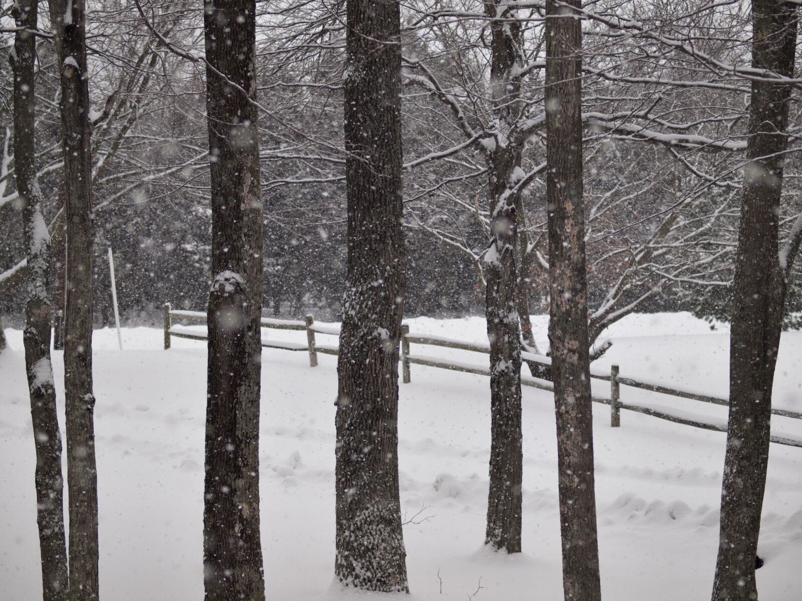 Olympus E-30 sample photo. Snow, winter, trees photography