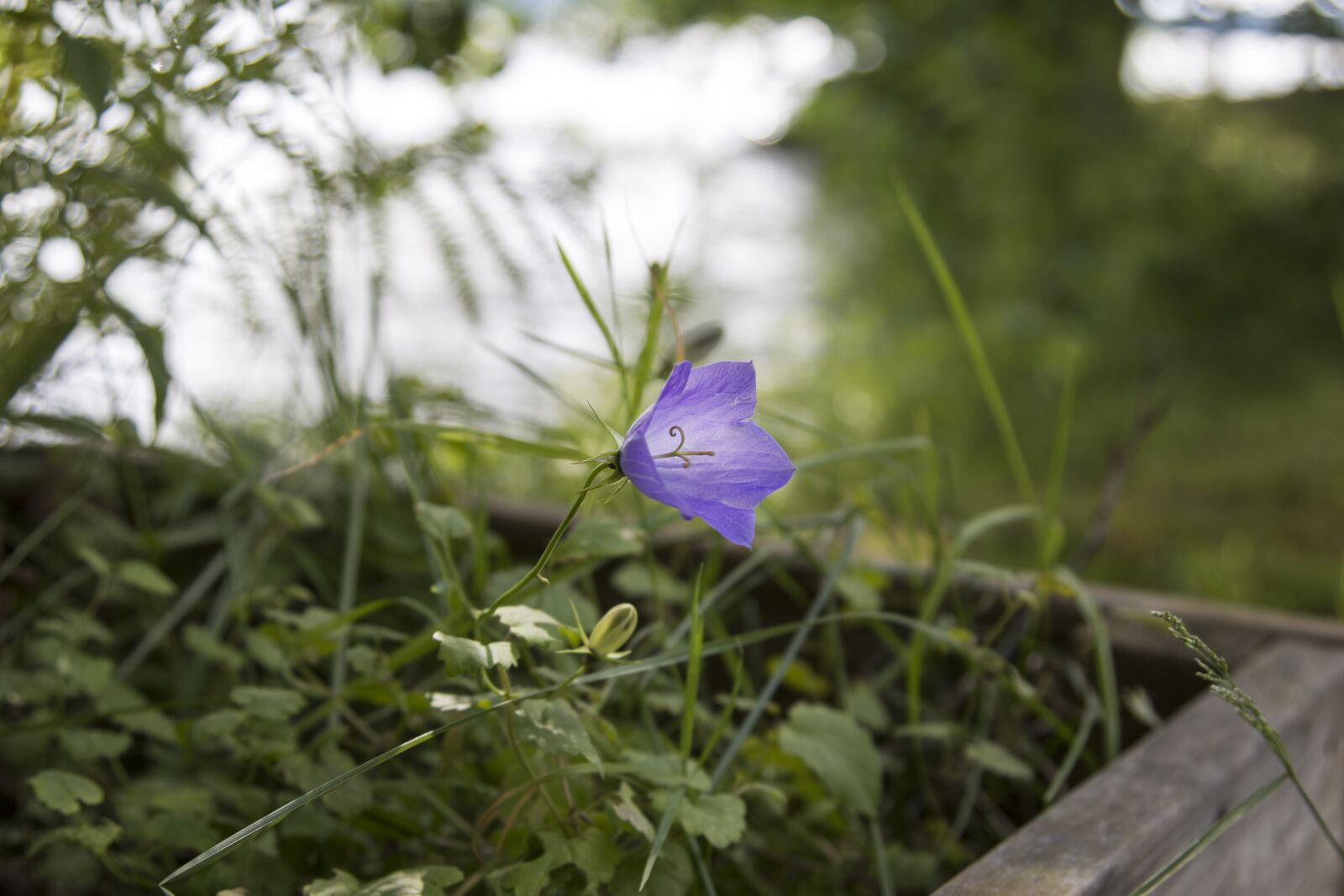 Canon EOS 70D + Canon EF 24-105mm F4L IS USM sample photo. Plant, flower, beach photography