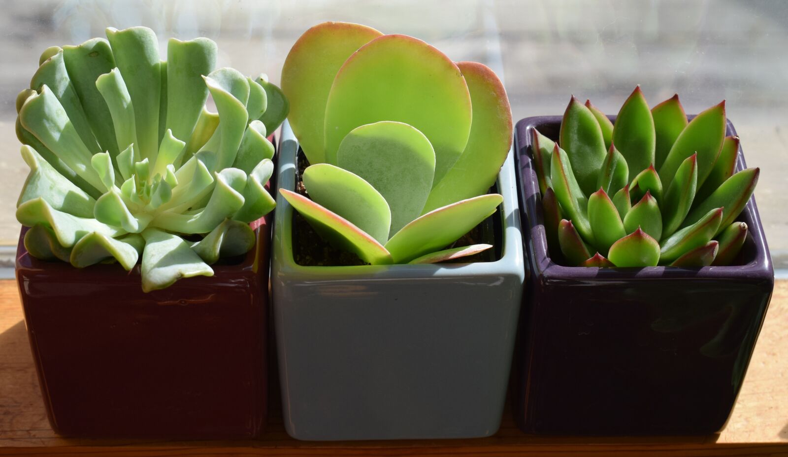 Nikon D3300 sample photo. Succulent trio, container plant photography