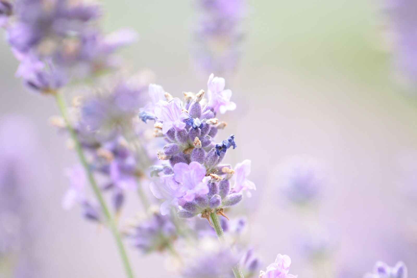 Canon EOS 50D sample photo. Lavender, summer, violet photography