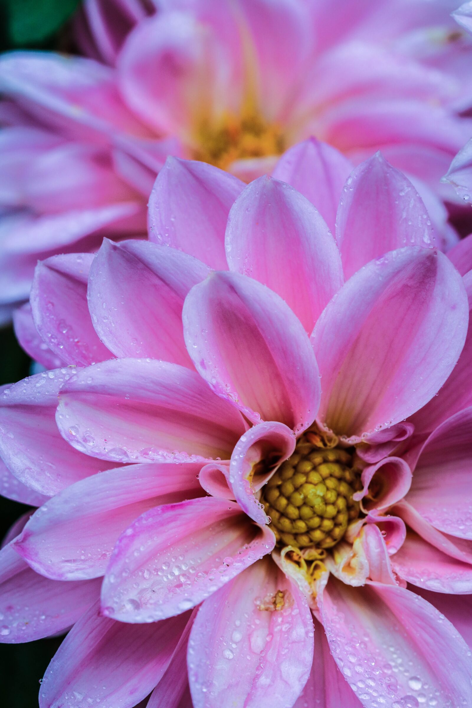 Canon EOS 7D Mark II sample photo. Pink, flower, garden flower photography
