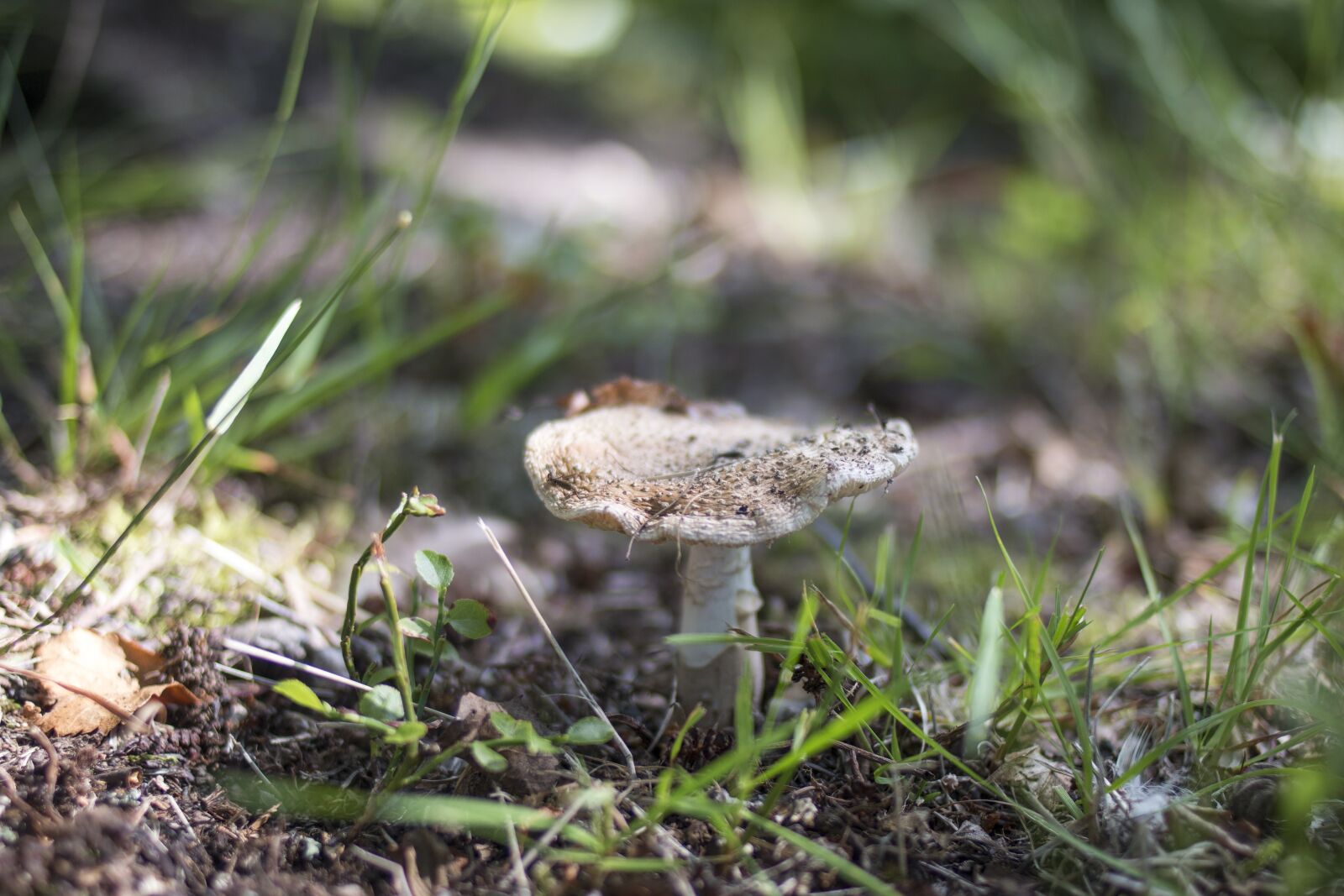 Canon EOS 70D + Canon EF 35mm F2 sample photo. Mushroom, forest, autumn photography