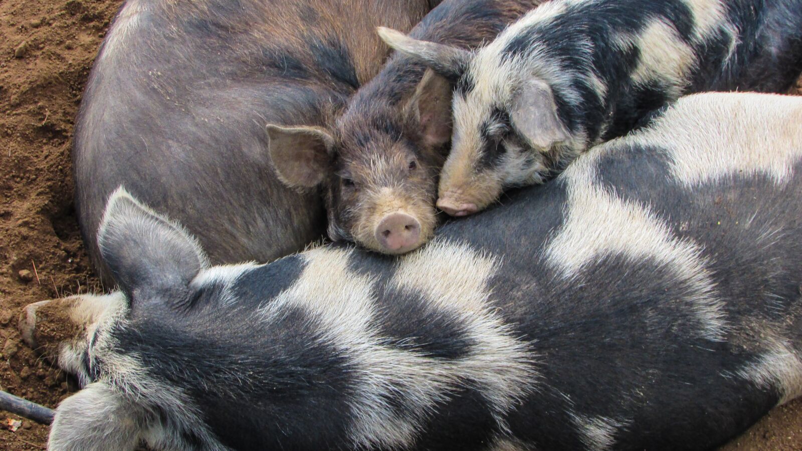 Canon PowerShot SX400 IS sample photo. Pigs, baby, cute photography