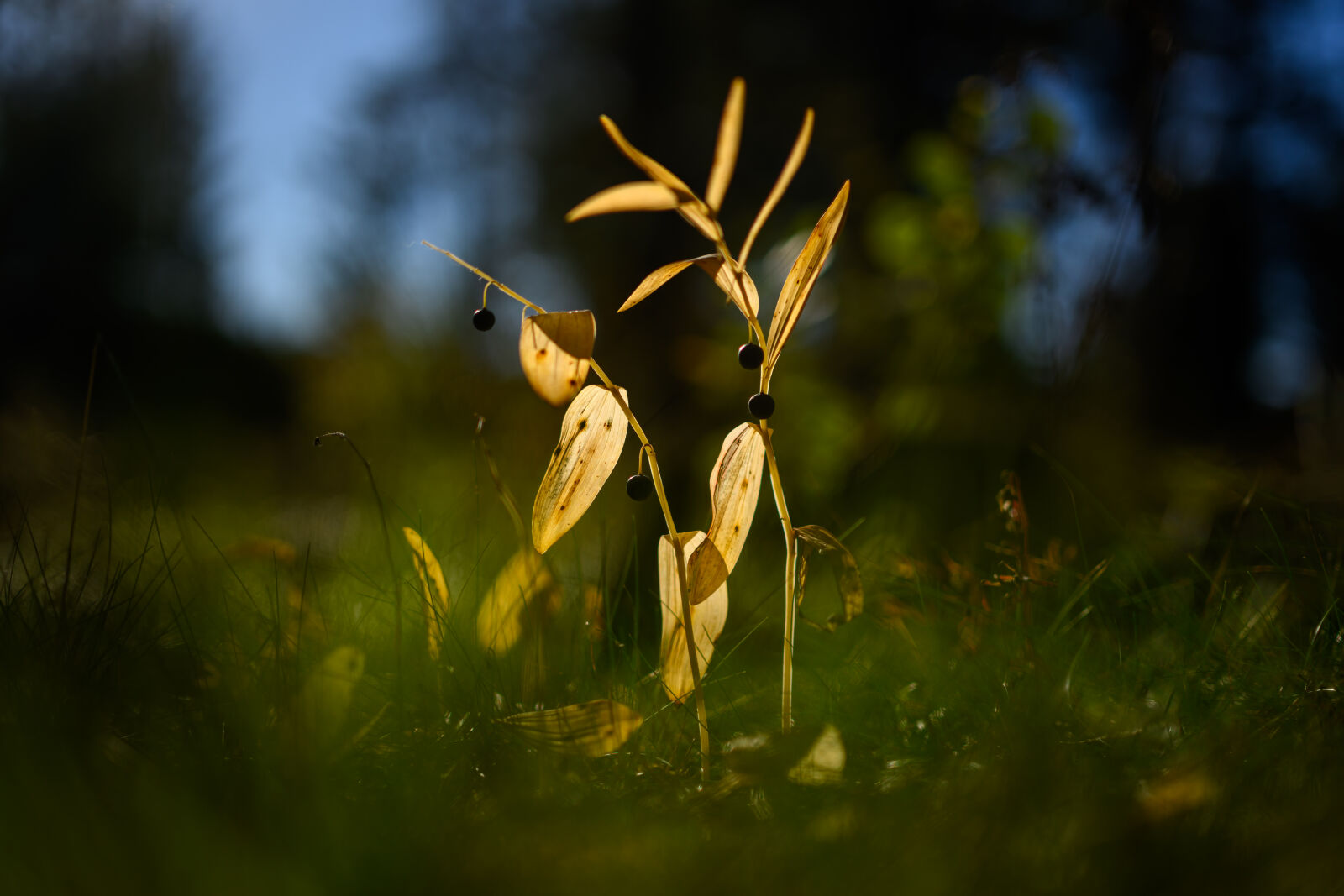 Nikon Z8 sample photo. Sunshine plant photography
