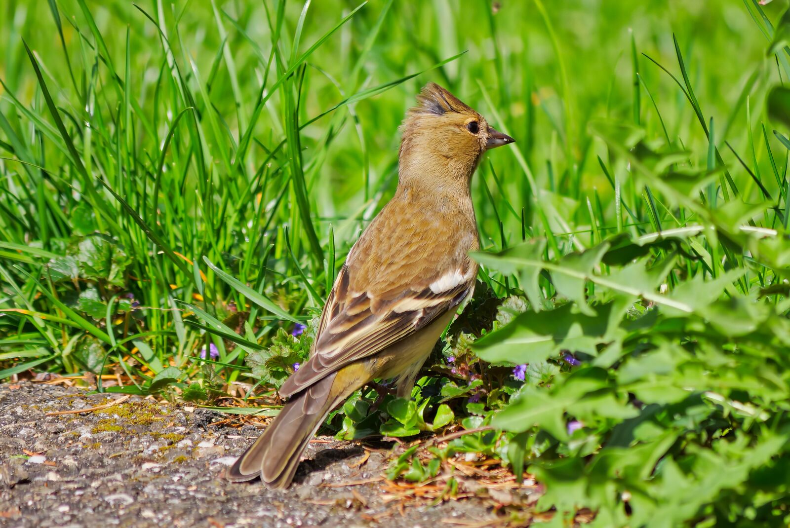 Panasonic Lumix DC-G9 sample photo. Bird, birds, nature photography