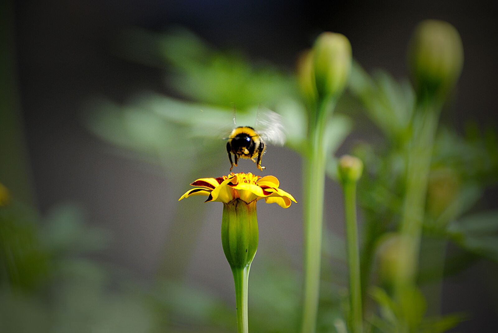 Nikon D3000 sample photo. Insect, nature, outdoors photography