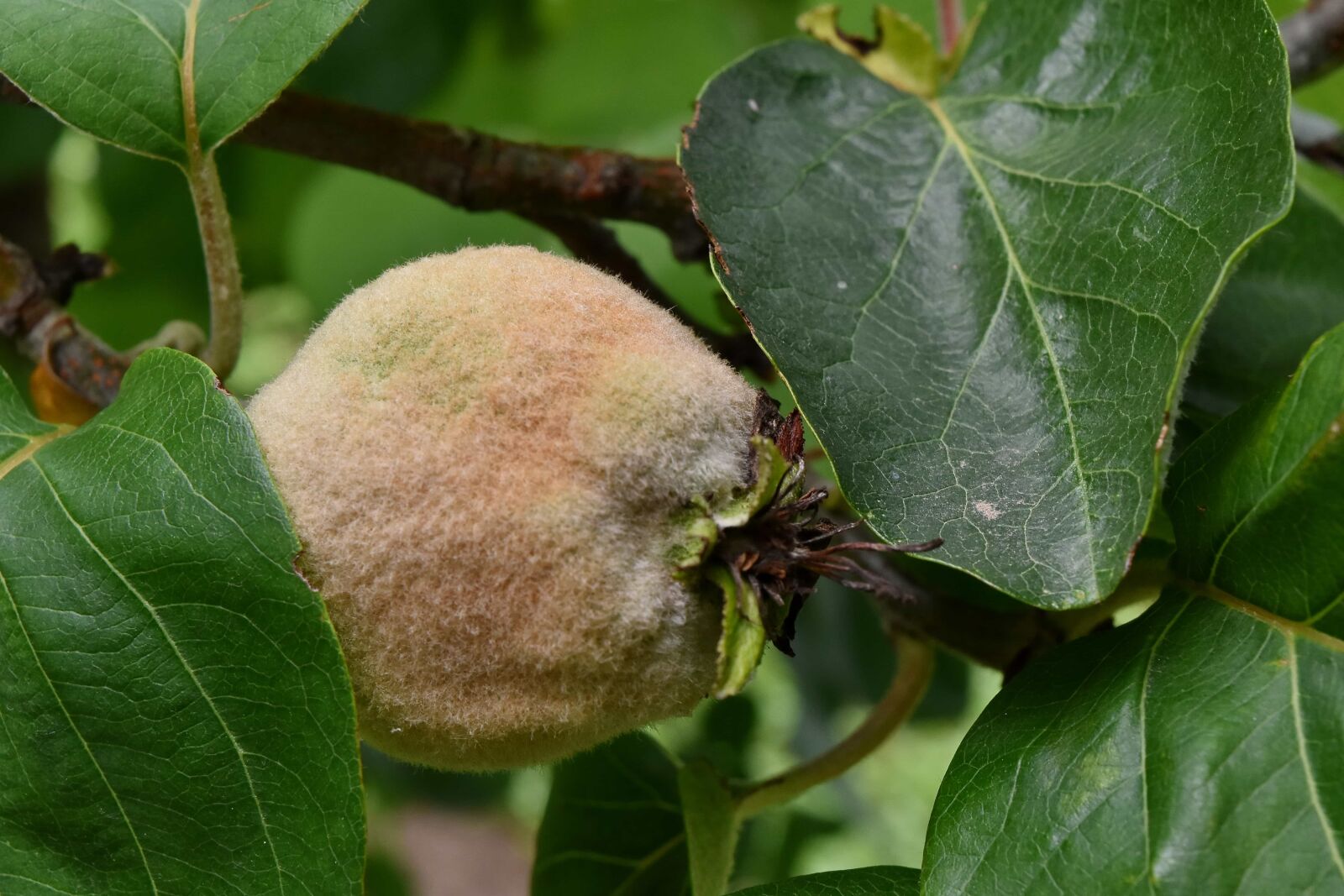 Nikon D5500 sample photo. Detail, fruit tree, green photography