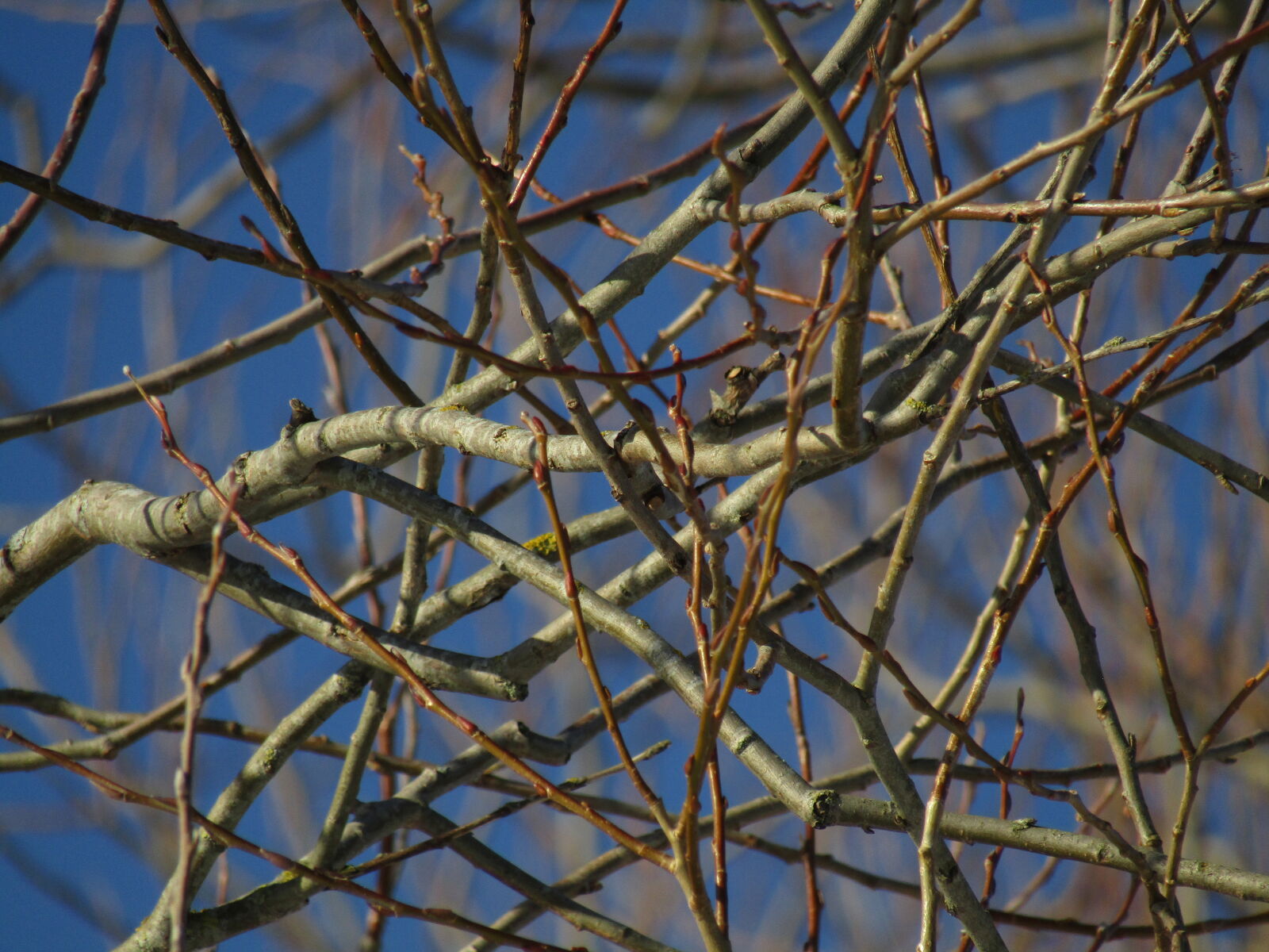 Canon PowerShot SX420 IS sample photo