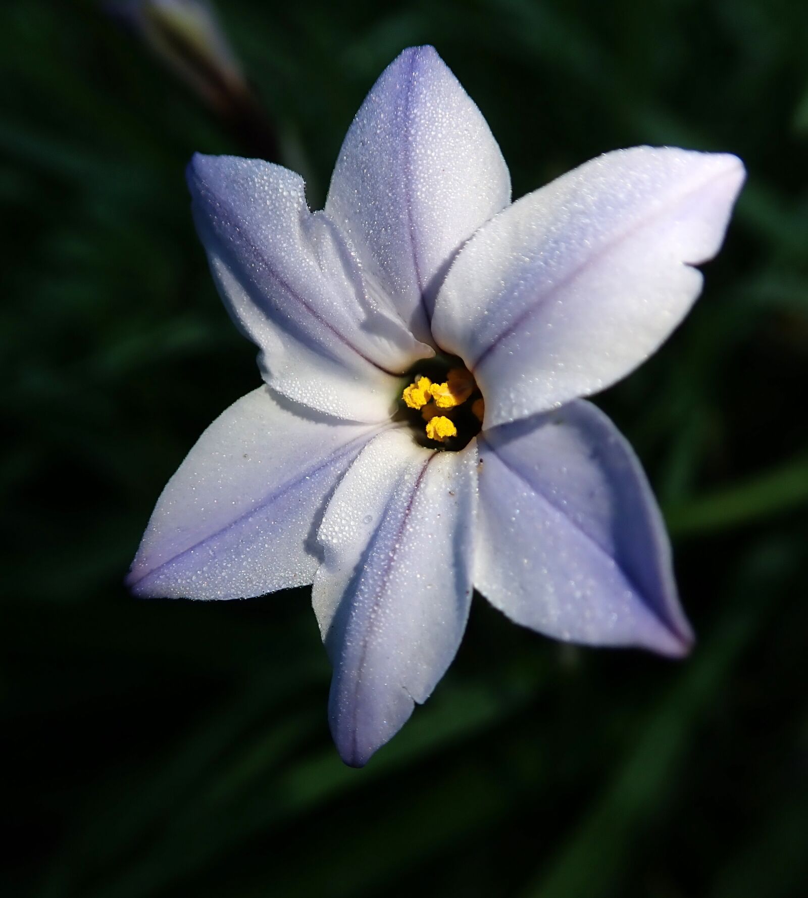 Olympus TG-5 sample photo. Flower, frost, bulb photography