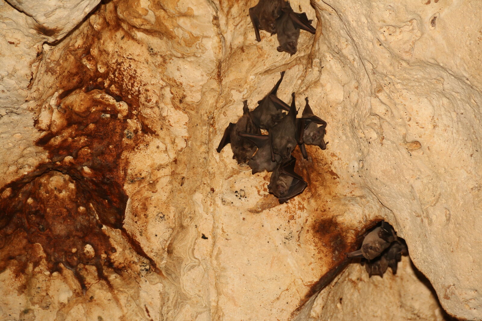 Canon EF-S 18-135mm F3.5-5.6 IS sample photo. Bats, cave photography