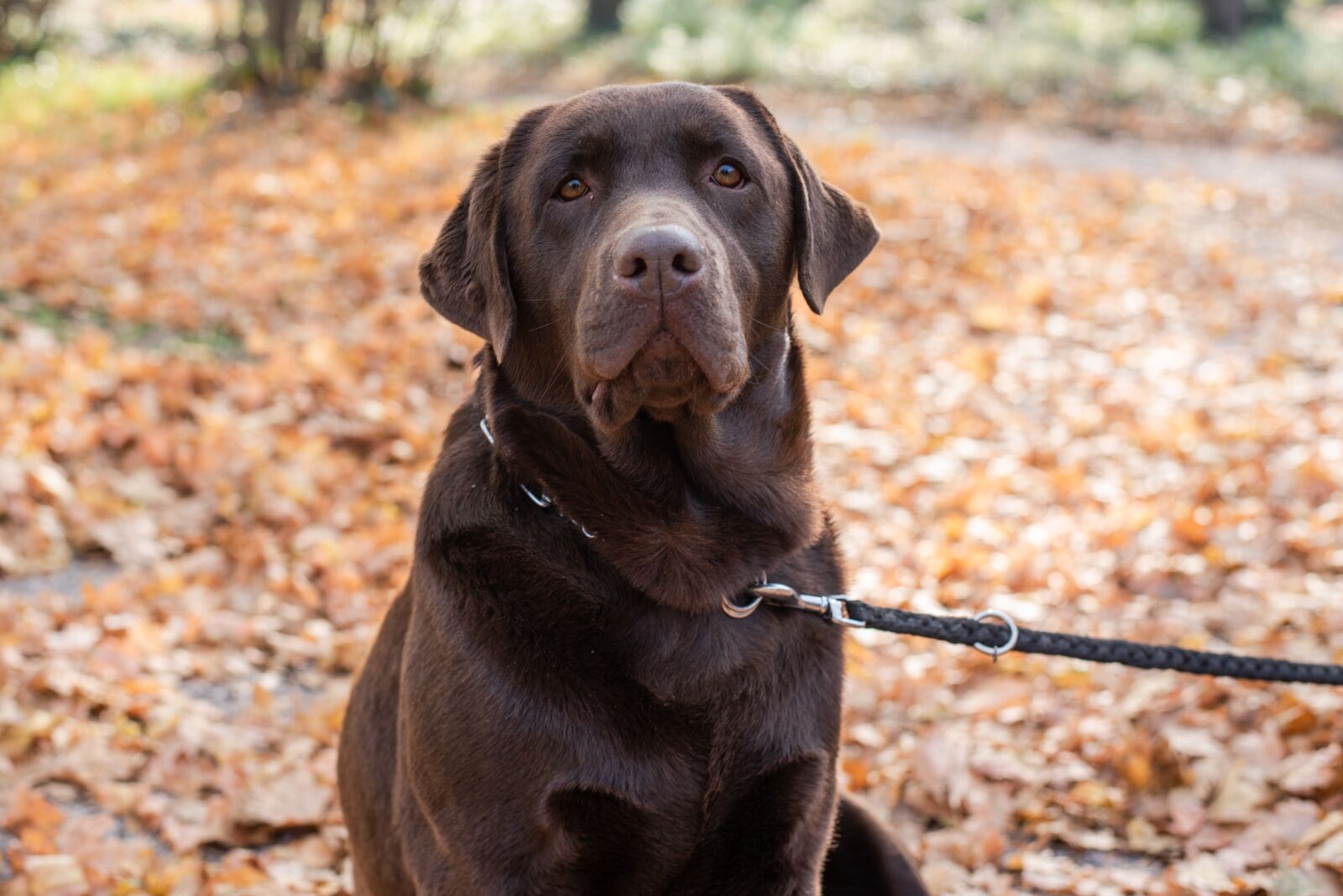 Nikon D750 sample photo. Labrador, dog, autumn photography