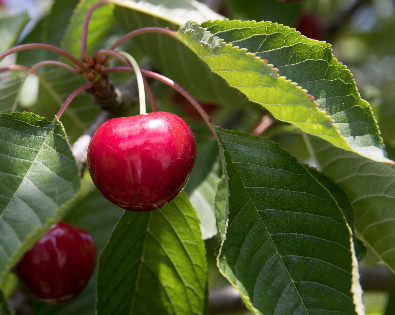 Canon EOS 80D sample photo. Cherry, cherry tree, tree photography