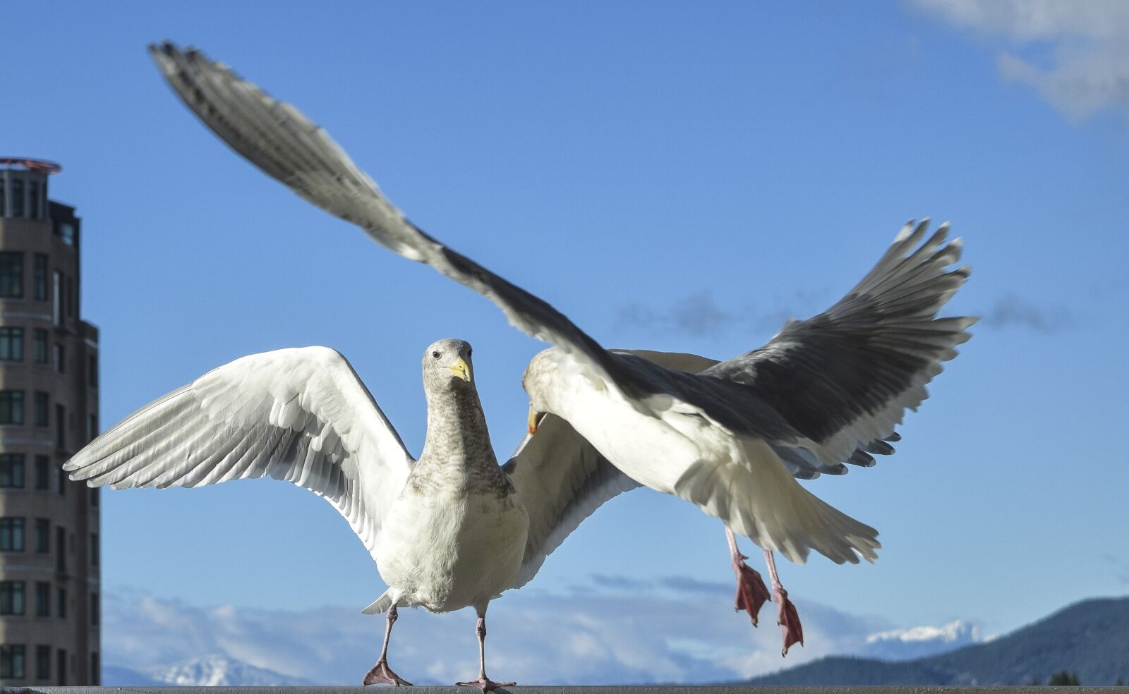 Nikon D3300 sample photo. Seagulls, confrontation, gulls photography