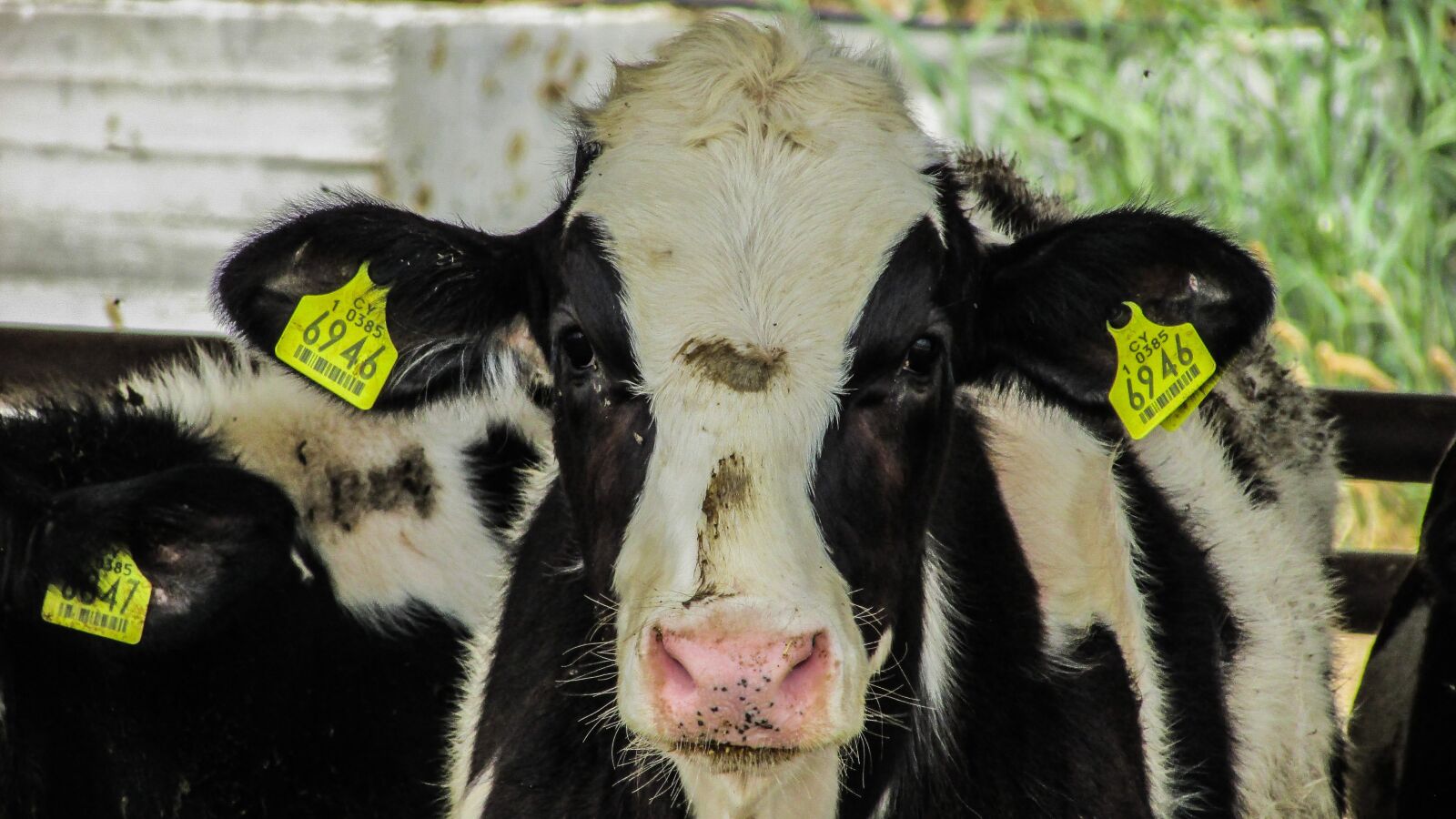 Canon PowerShot SX400 IS sample photo. Livestock, stockraising, cow photography