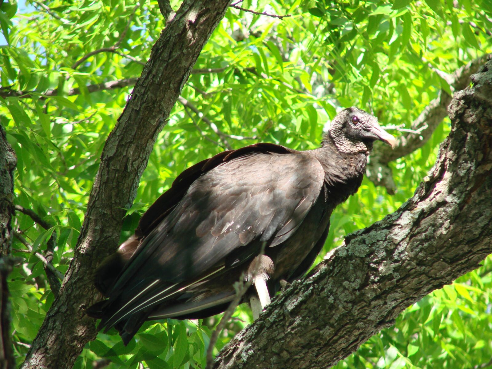 Sony DSC-H5 sample photo. Black vulture, vulture, bird photography