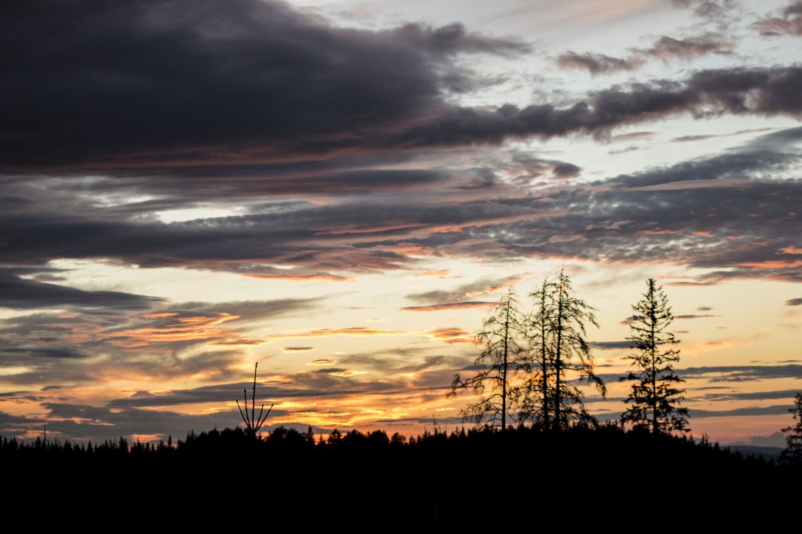 Canon EOS 700D (EOS Rebel T5i / EOS Kiss X7i) sample photo. Evening, tree, so photography