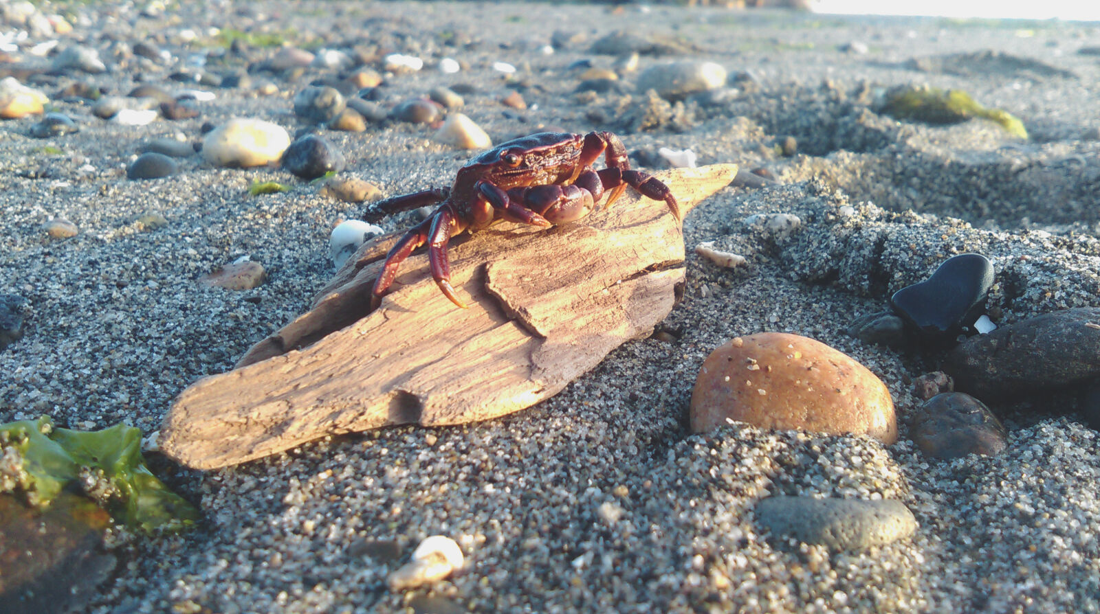HTC DESIRE 610 sample photo. Red, crab, on, brown photography
