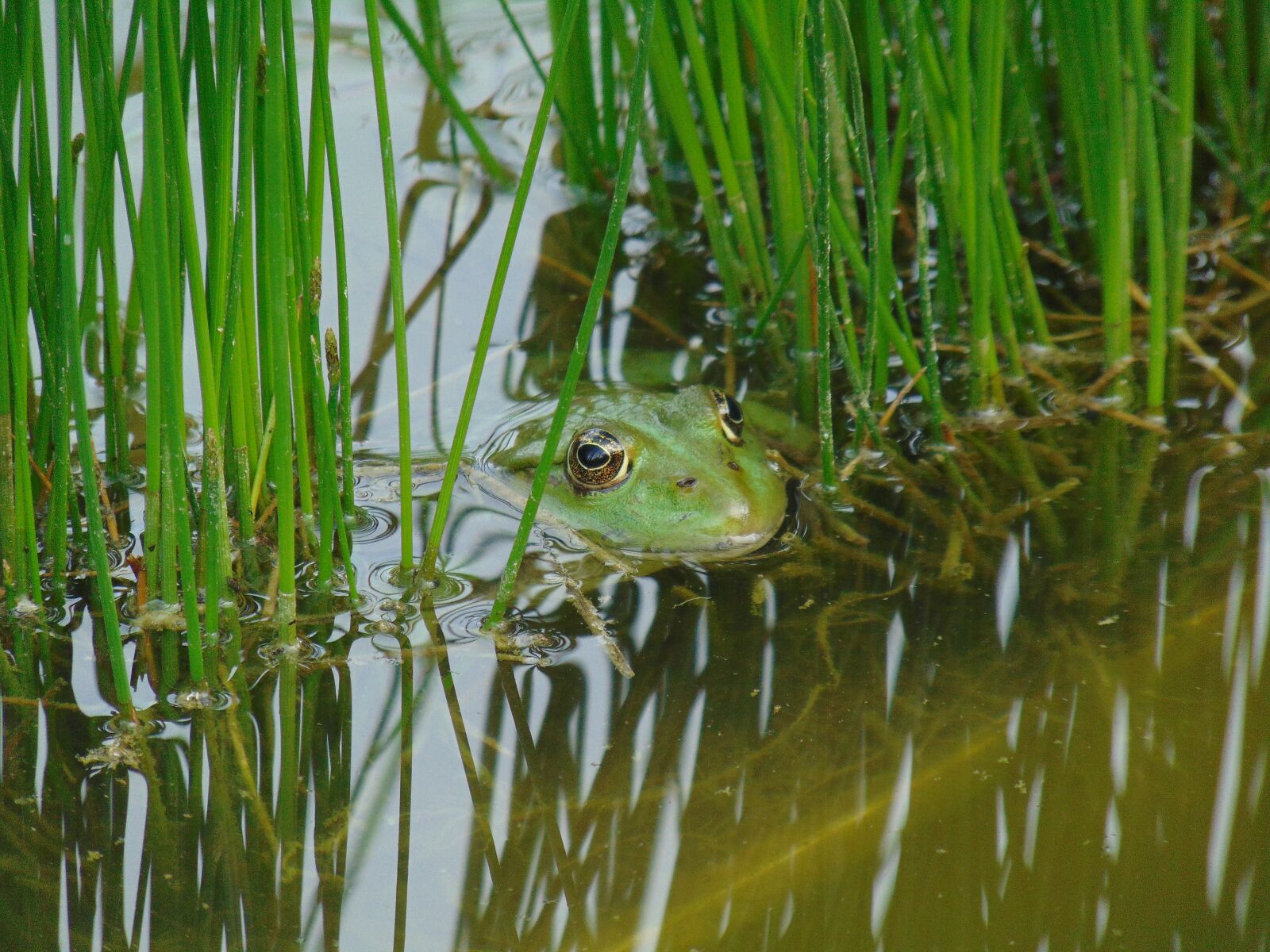 Sony Cyber-shot DSC-H300 sample photo. Frog, amphibian, nature photography