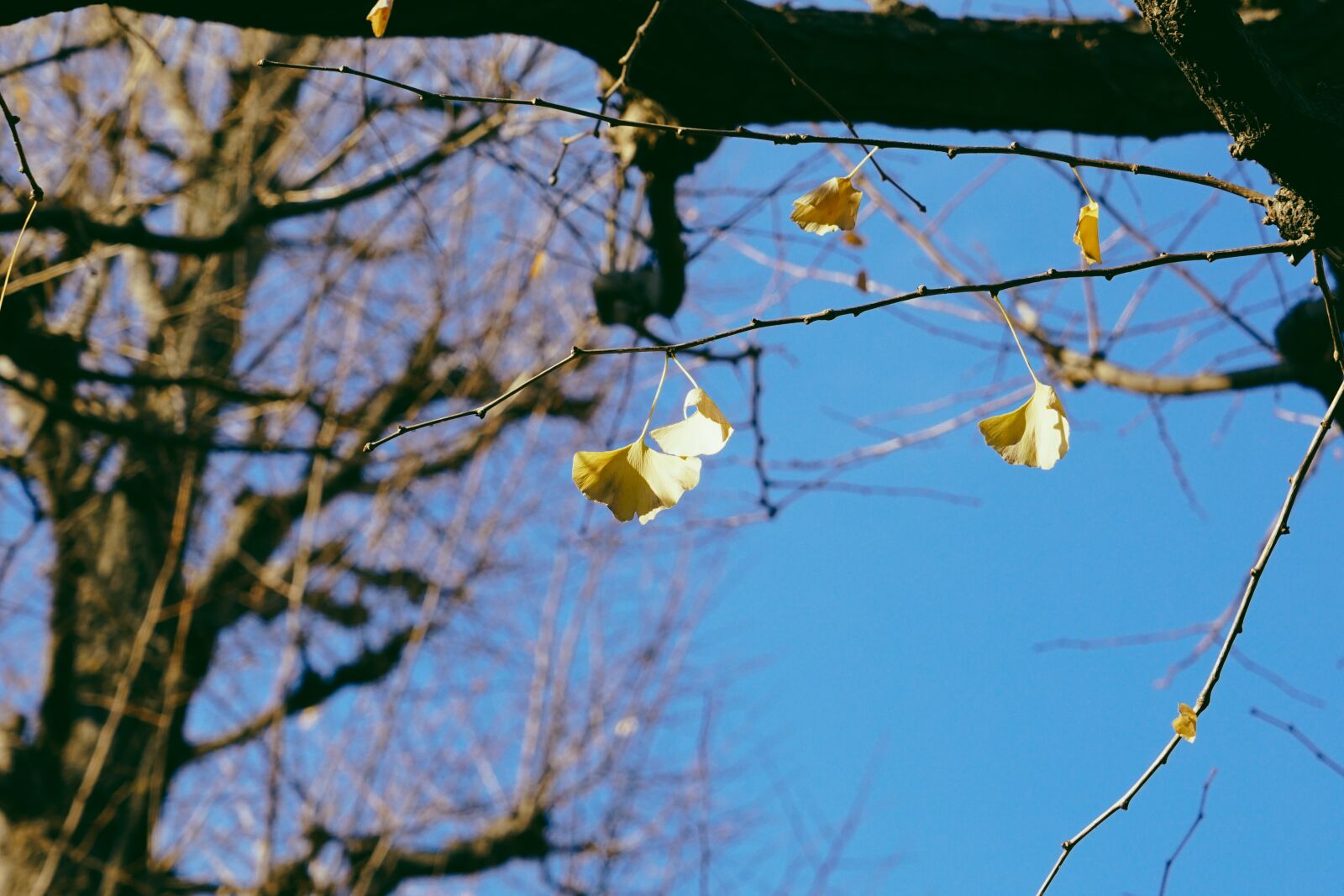 Sony a7R II + Sony Vario Tessar T* FE 24-70mm F4 ZA OSS sample photo. Tree, nature, branch photography