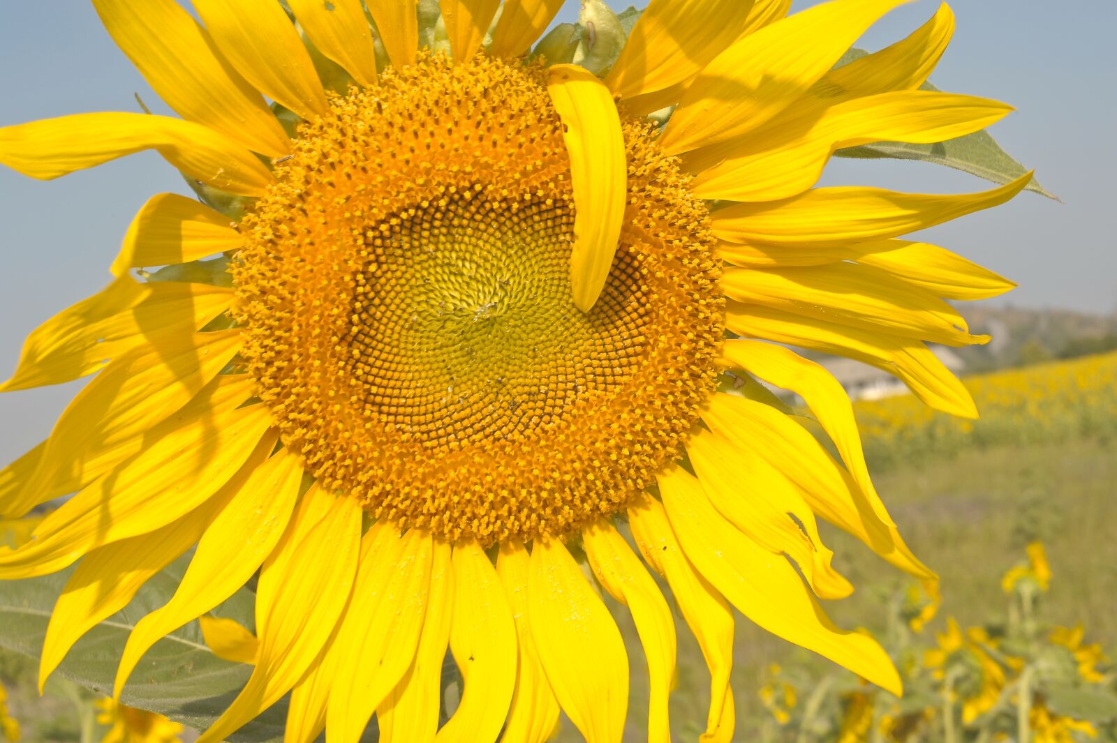 Nikon D700 sample photo. Sunflower, flower, blossom photography