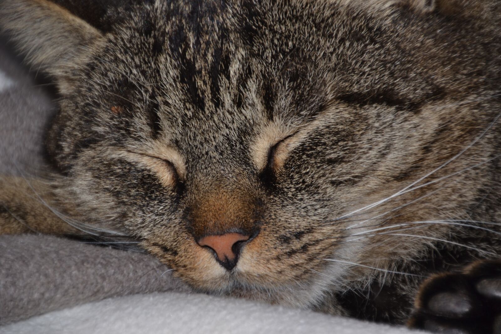 Nikon D3100 sample photo. Cat, domestic cat, pet photography
