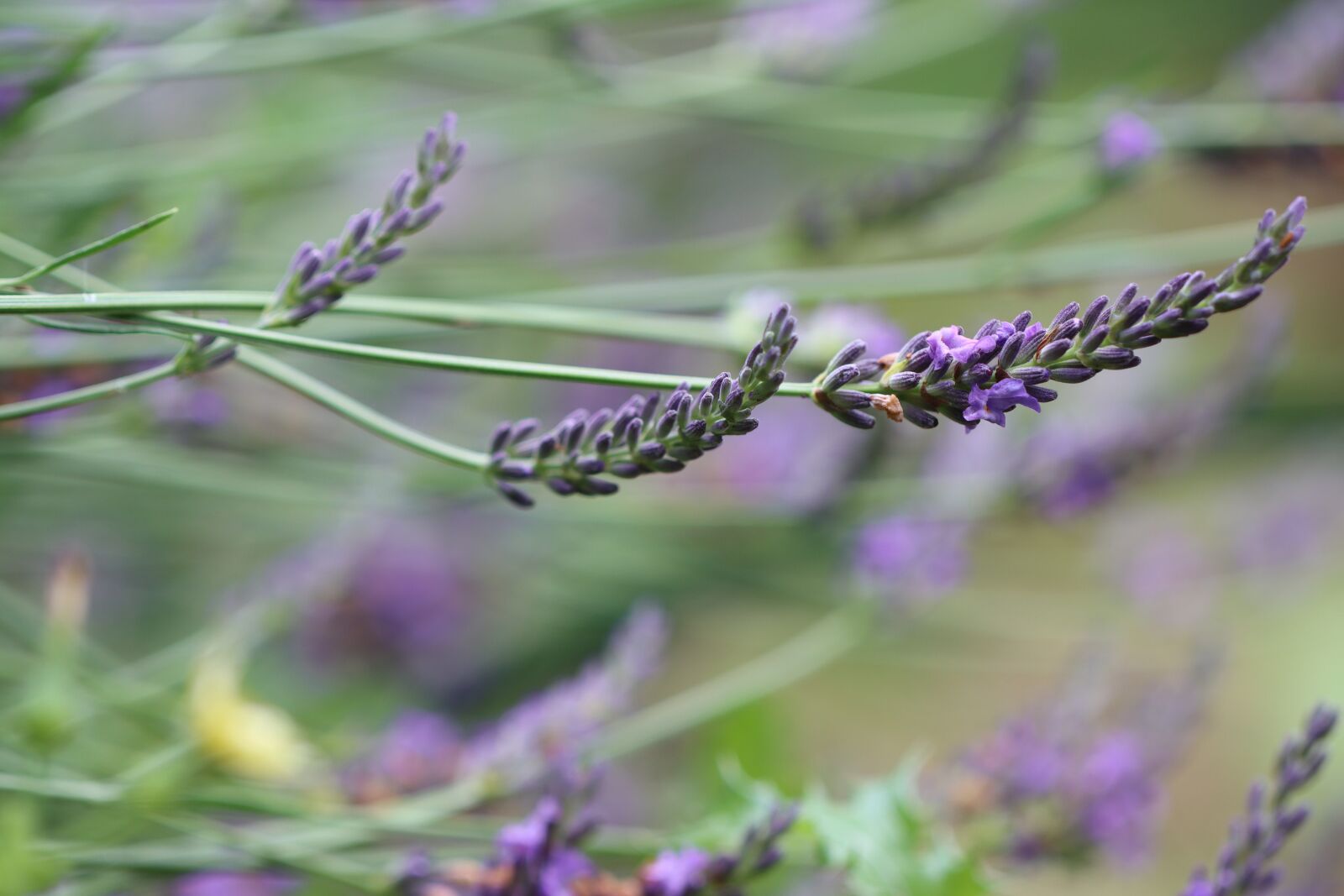Canon EOS 90D sample photo. Lavender, flower, provence photography