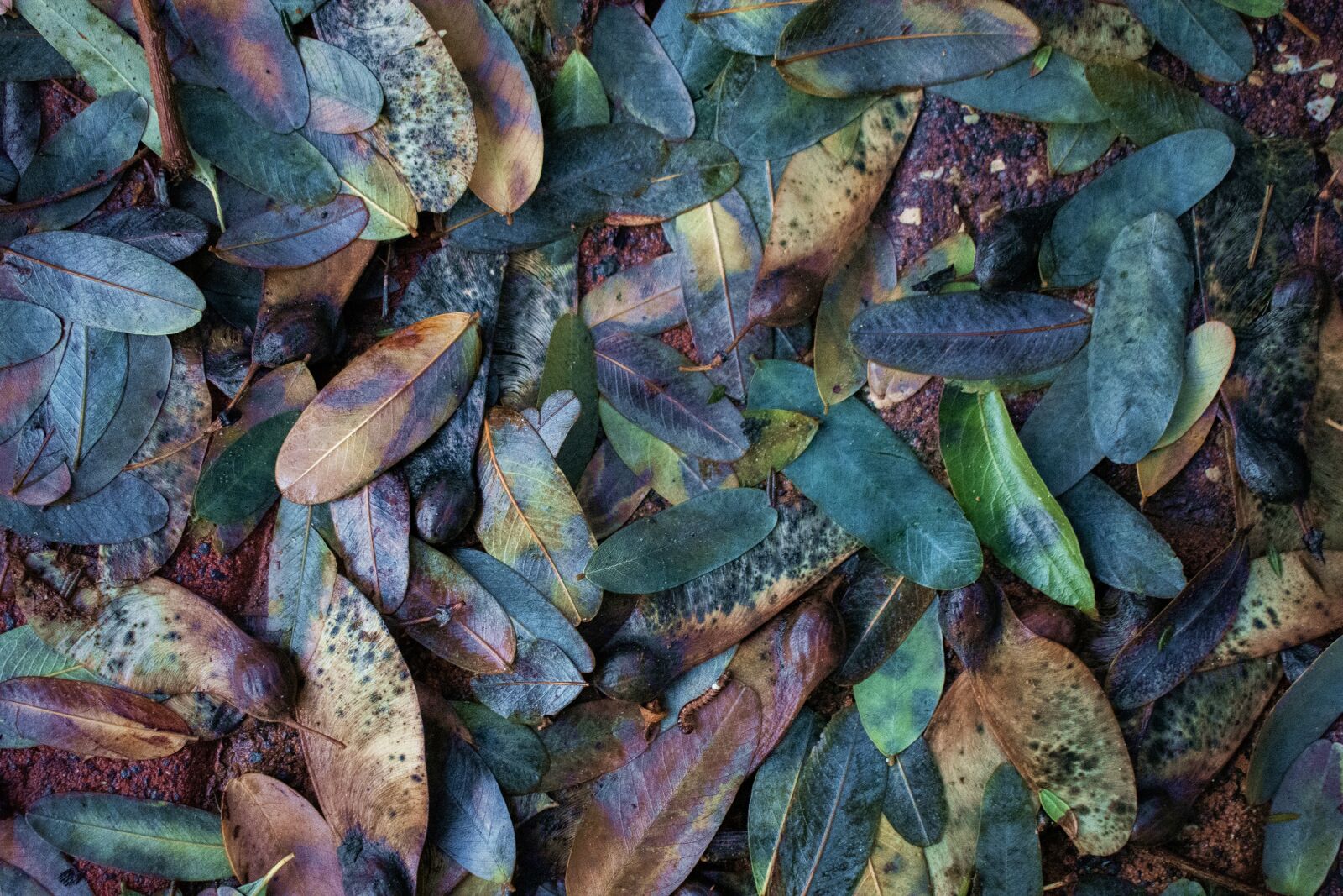 Nikon D7200 sample photo. Autumn, fallen leaves, after photography