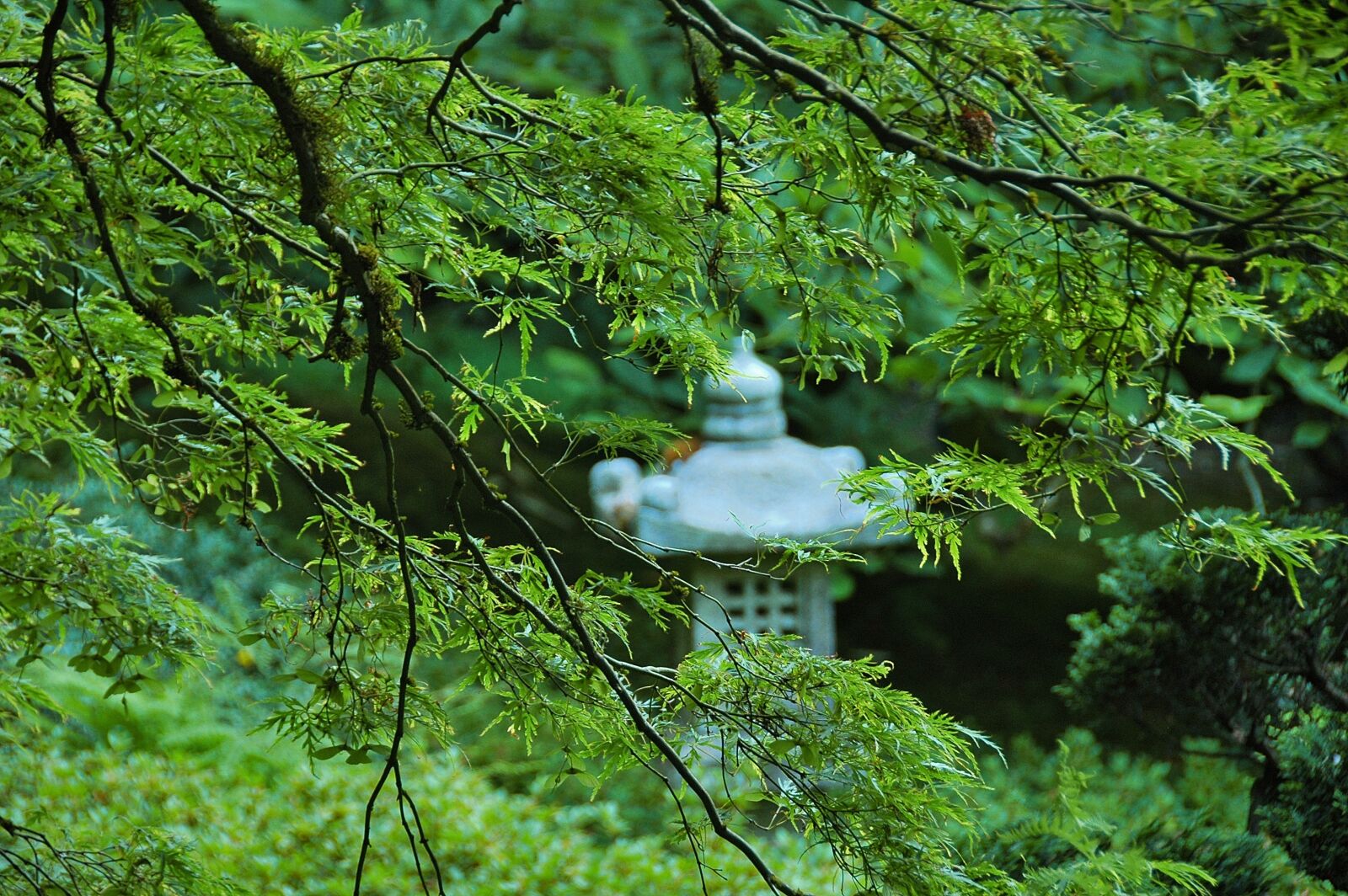 Nikon D70 sample photo. Zen, asian, garden photography