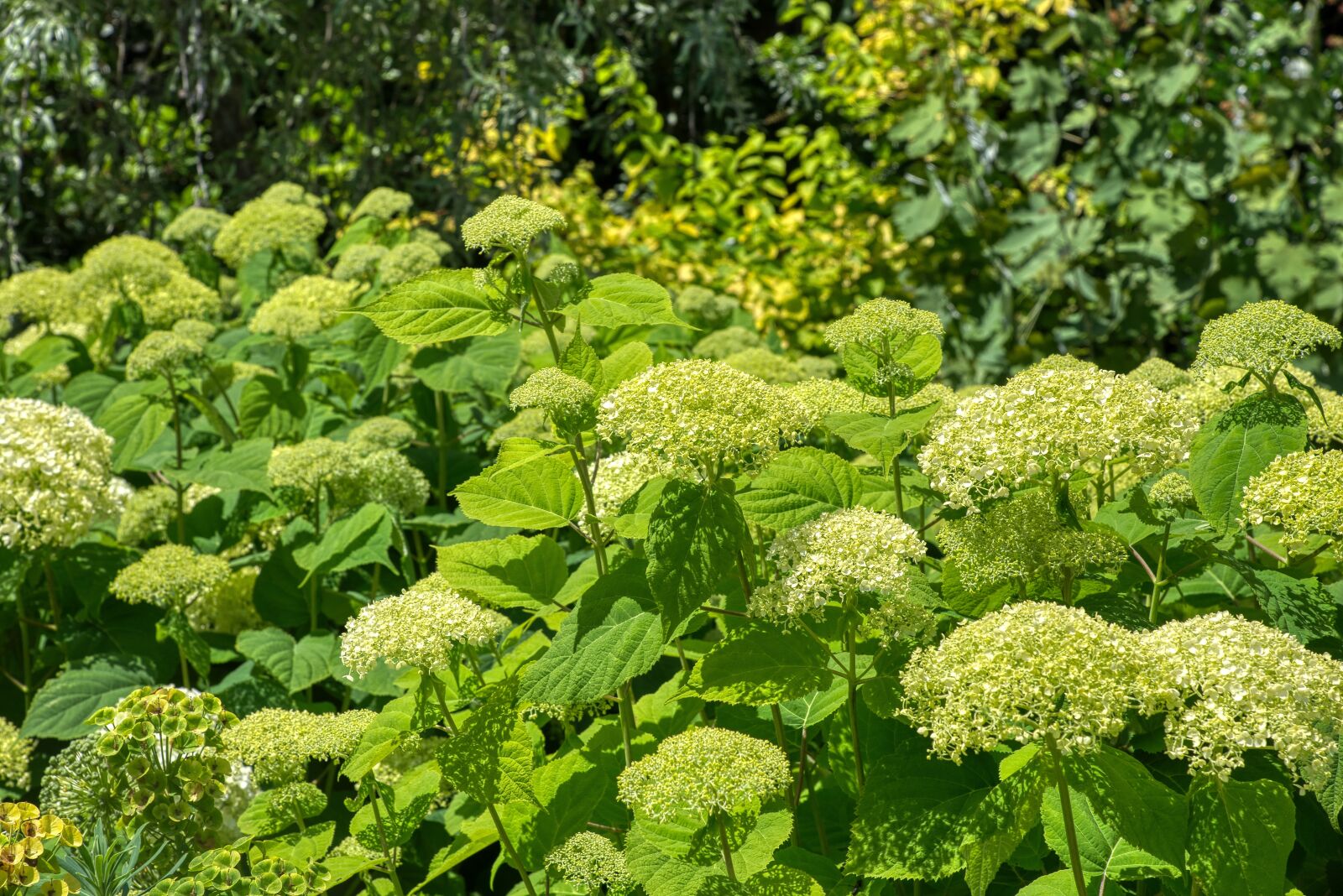 Nikon D750 sample photo. Hydrangeas, hydrangea, hydrangeaceae photography
