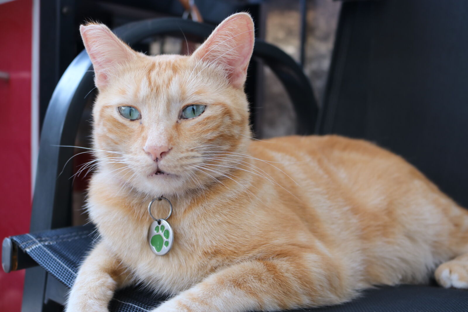 Canon EOS 750D (EOS Rebel T6i / EOS Kiss X8i) sample photo. Animal, animal, photography, blue photography
