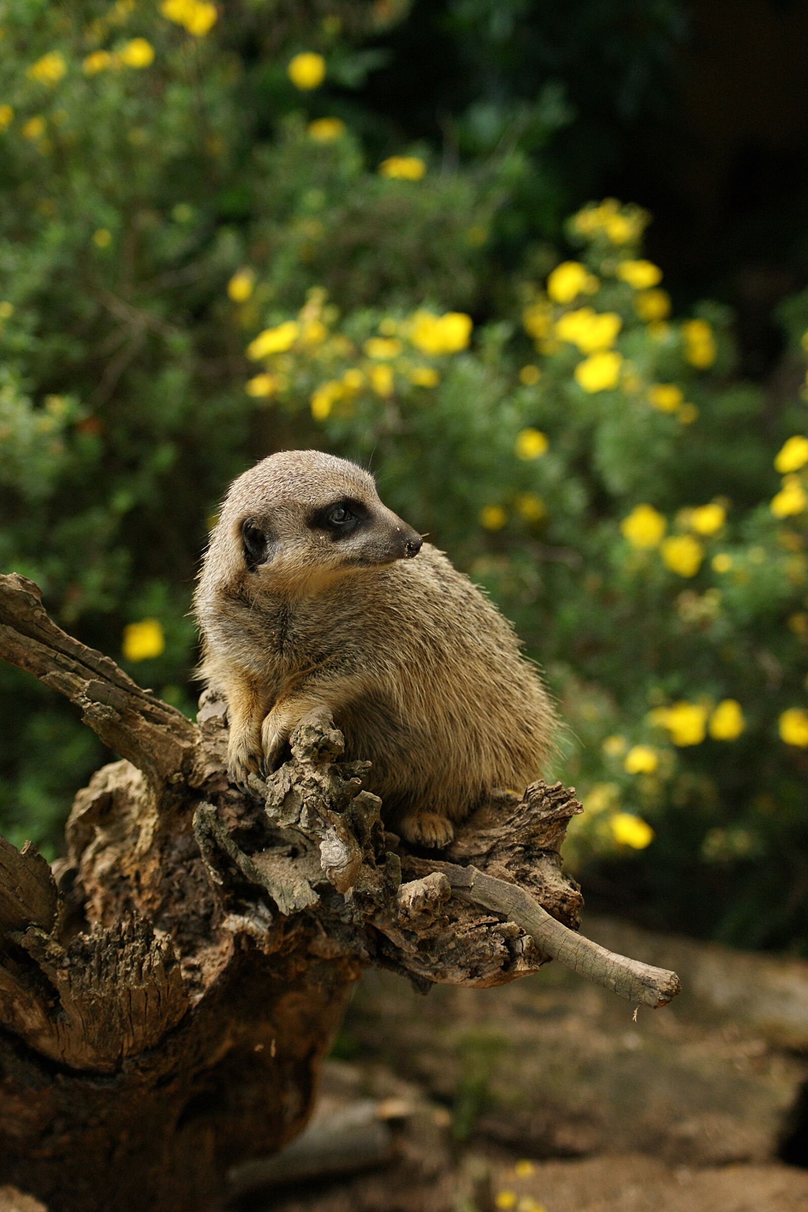 Sony Alpha DSLR-A390 sample photo. Meerkat, animal, animals photography