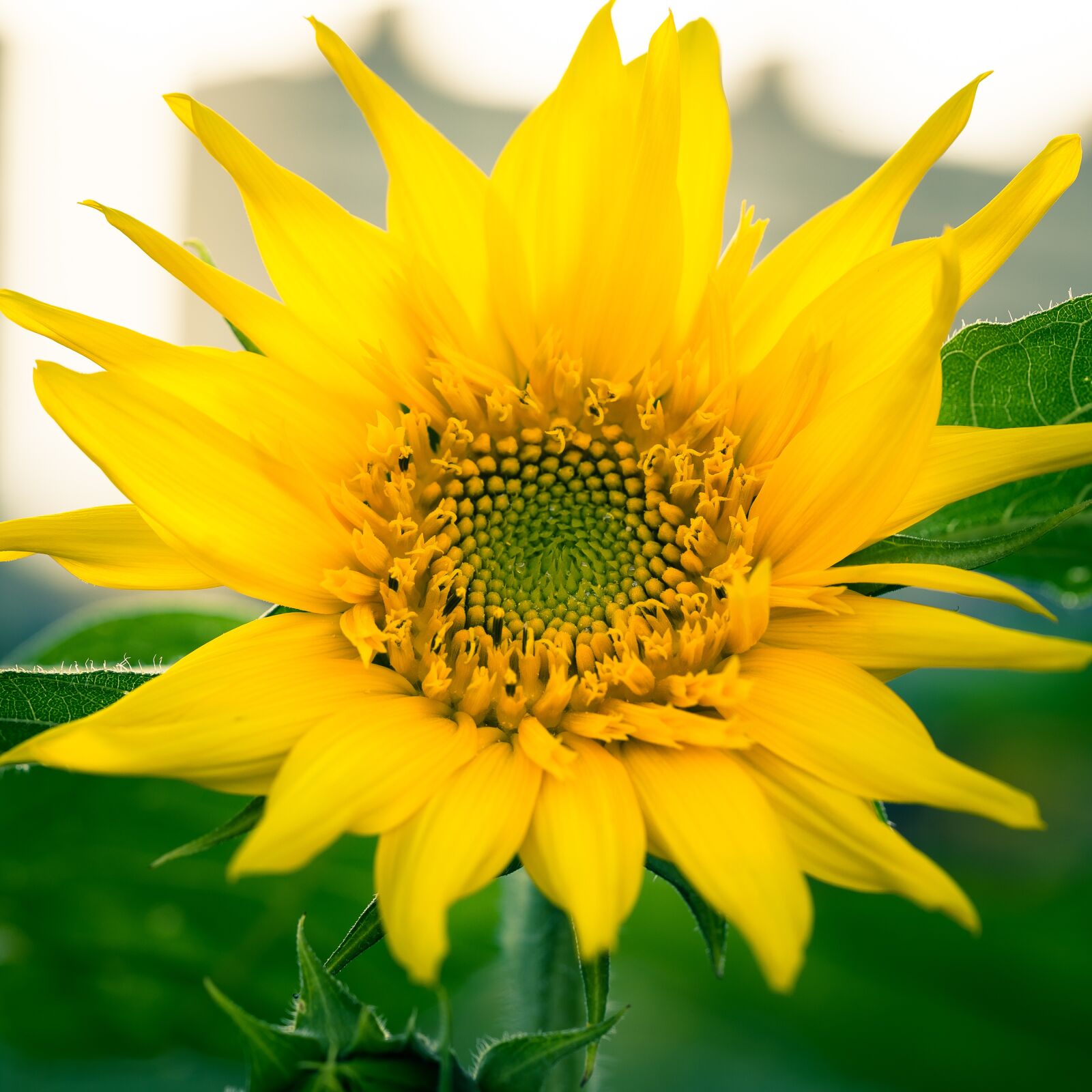 Sony a7 II sample photo. Sunflower, flower, macro photography