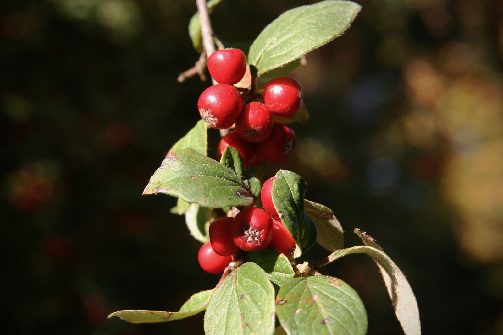 Canon EOS 400D (EOS Digital Rebel XTi / EOS Kiss Digital X) sample photo. Flour berries, berries, red photography