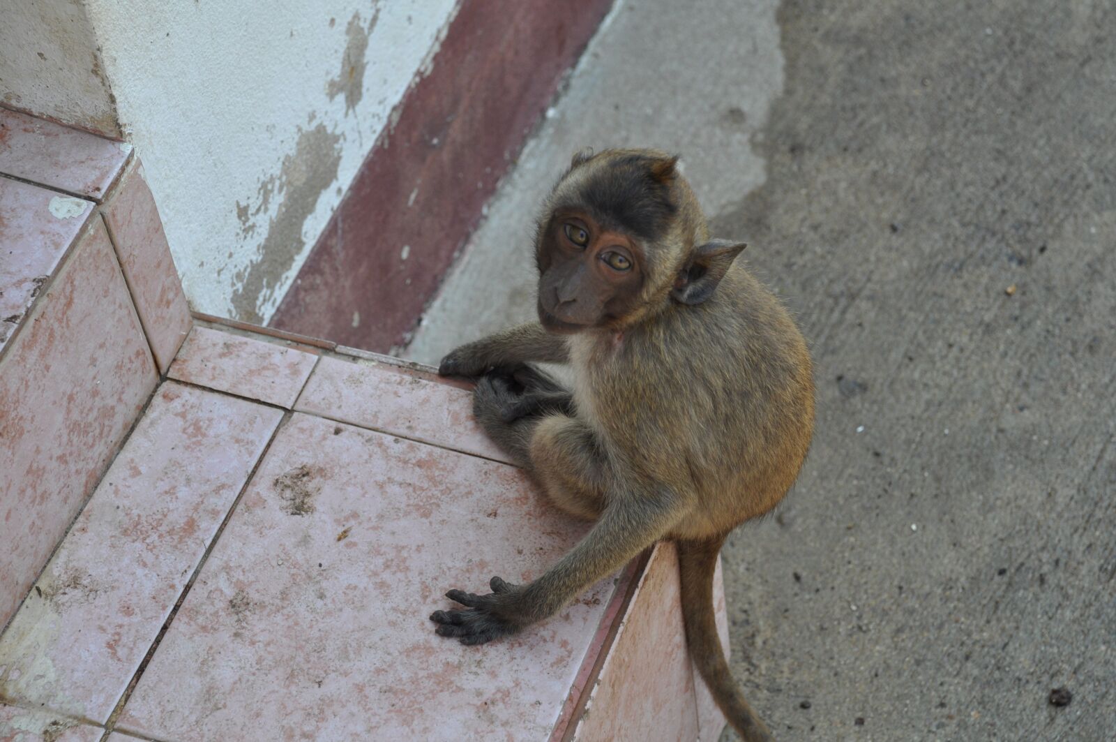 Nikon D90 sample photo. The monkey, thailand, animal photography