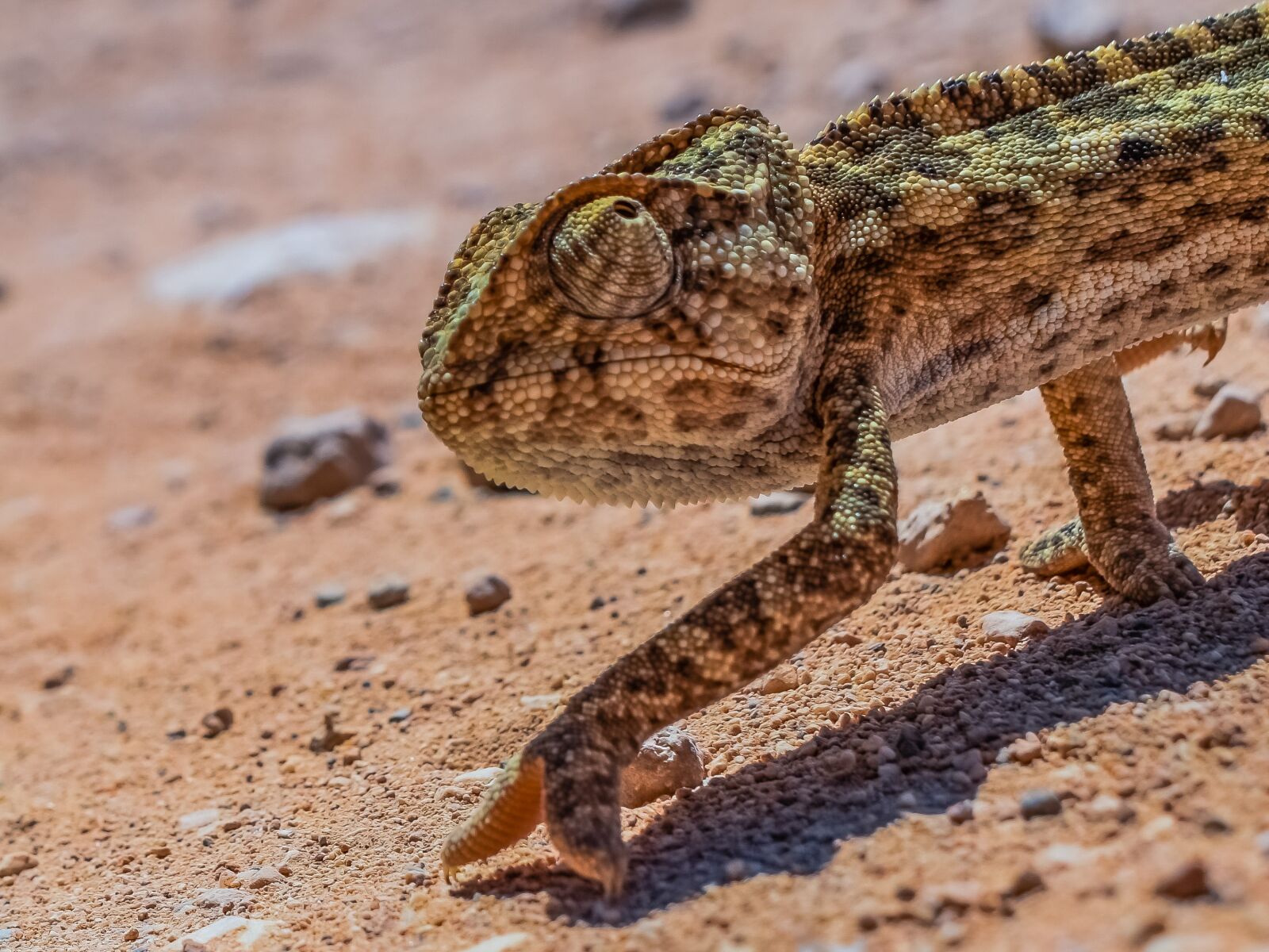 Nikon D3300 sample photo. Chameleon, nature, reptile photography
