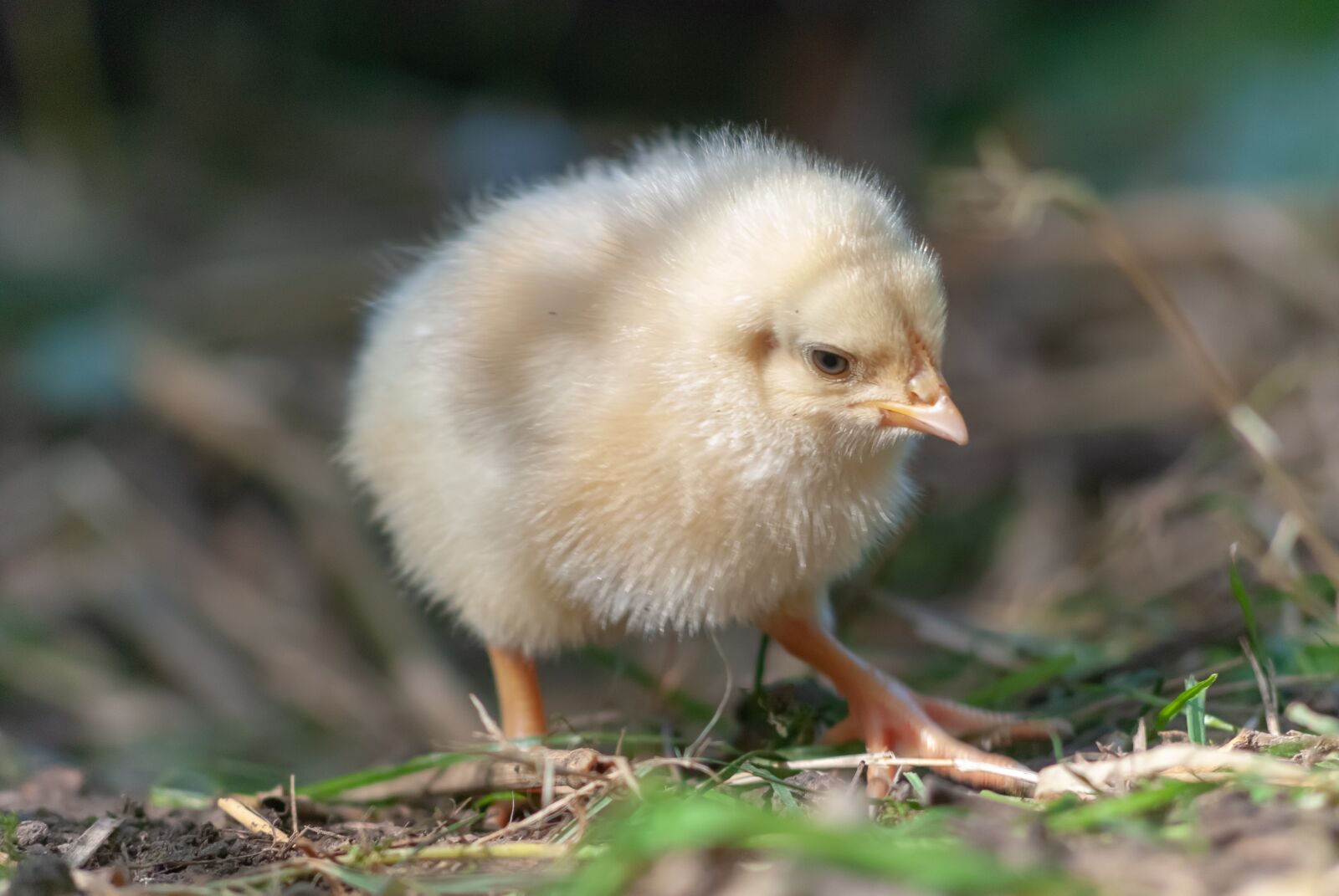 Nikon D80 sample photo. Bird, animal, nature photography