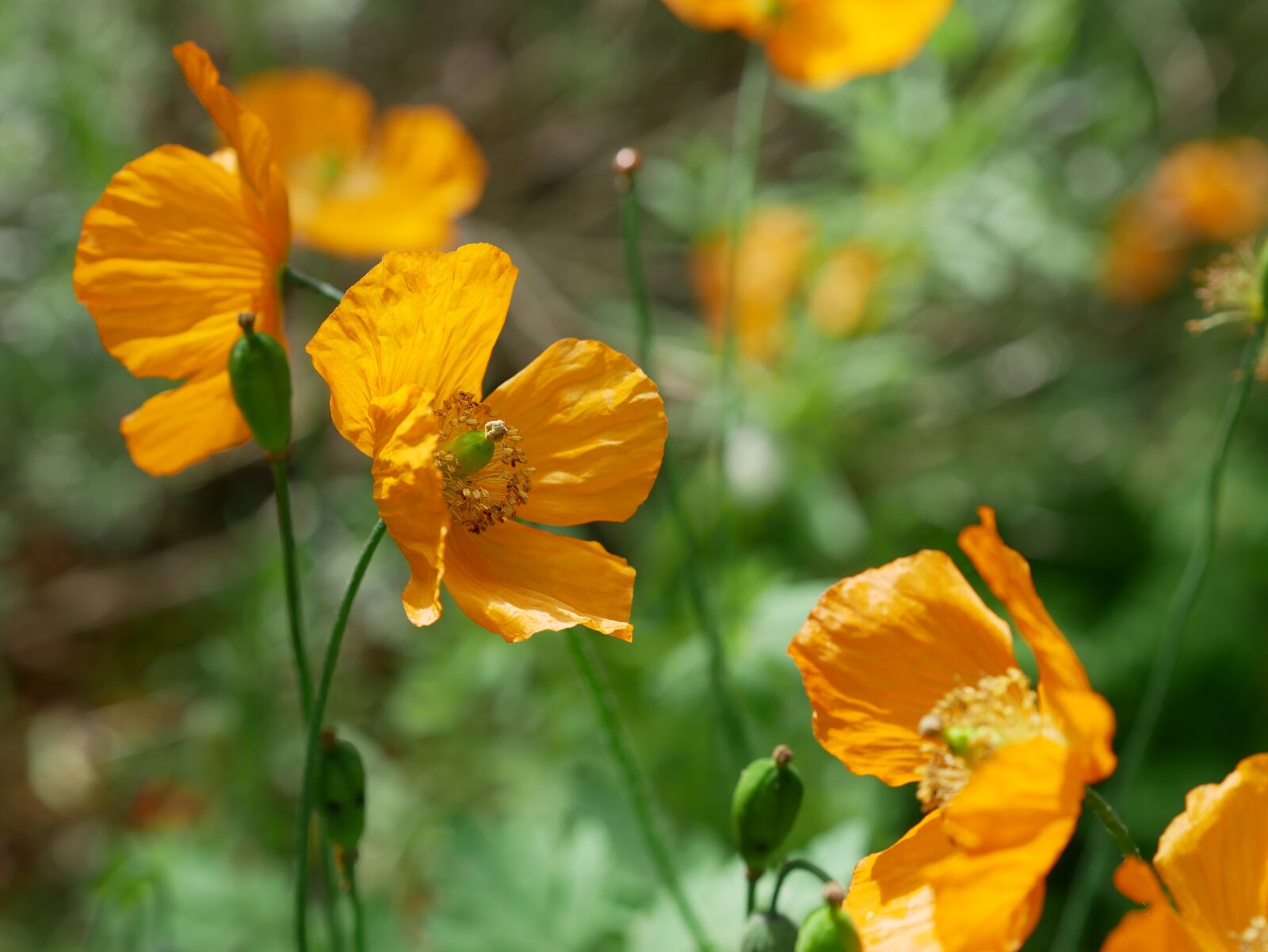 Panasonic Lumix DMC-GX85 (Lumix DMC-GX80 / Lumix DMC-GX7 Mark II) sample photo. Poppy, yellow, mohngewaechs photography