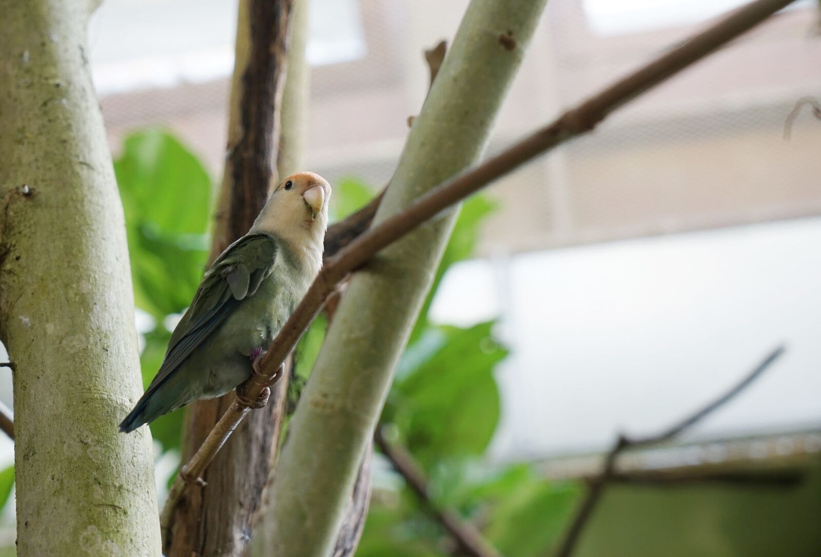 Sony a7 II + Sony Vario Tessar T* FE 24-70mm F4 ZA OSS sample photo. Parrot, bird, animal photography