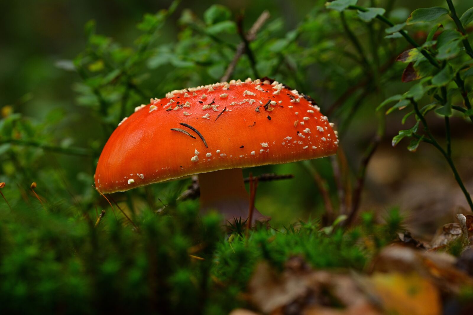 Nikon D5200 sample photo. Forest, mushroom, fly agaric photography