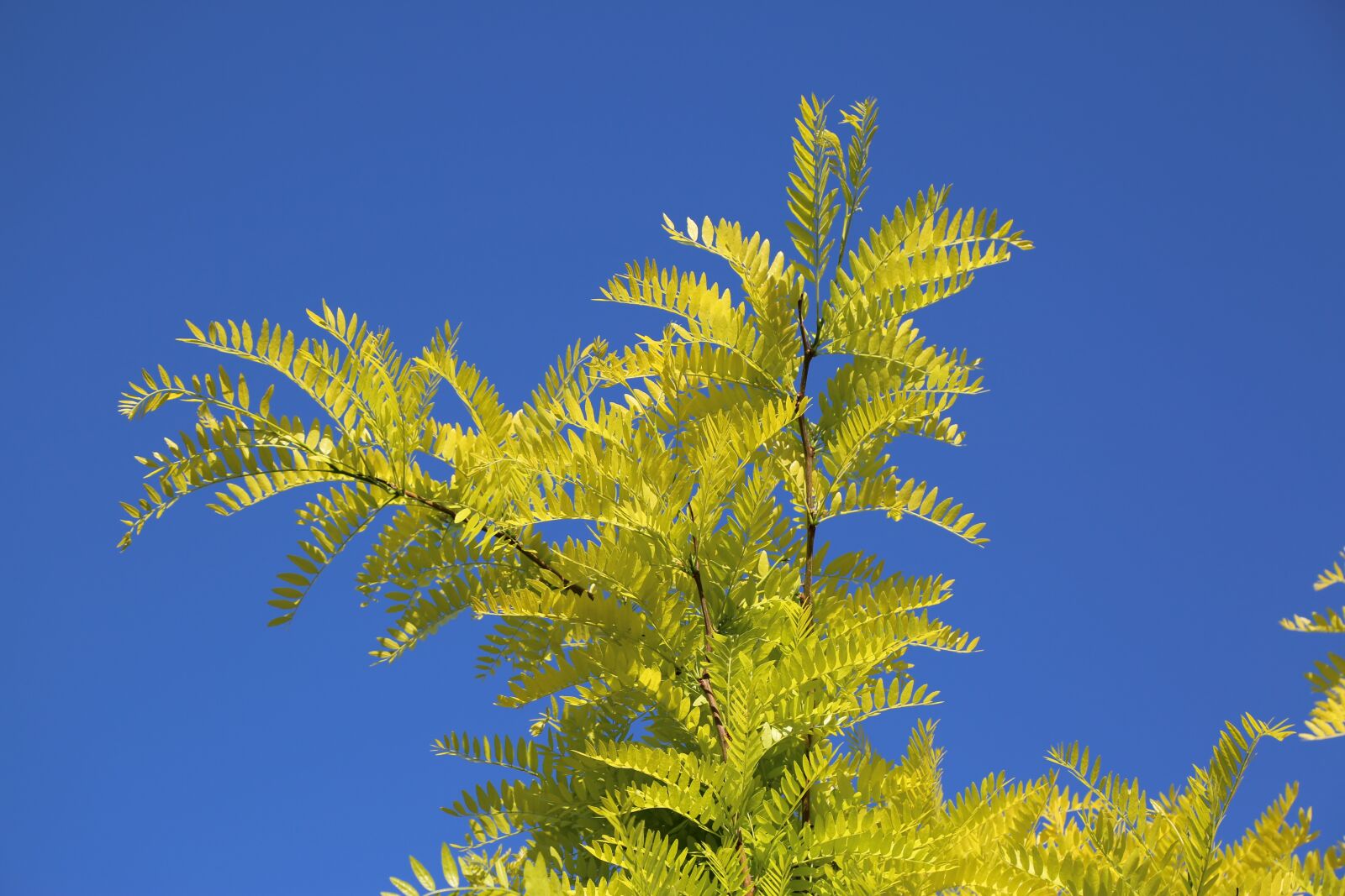 Canon EF 24-105mm F4L IS USM sample photo. Tree, nature, plant photography