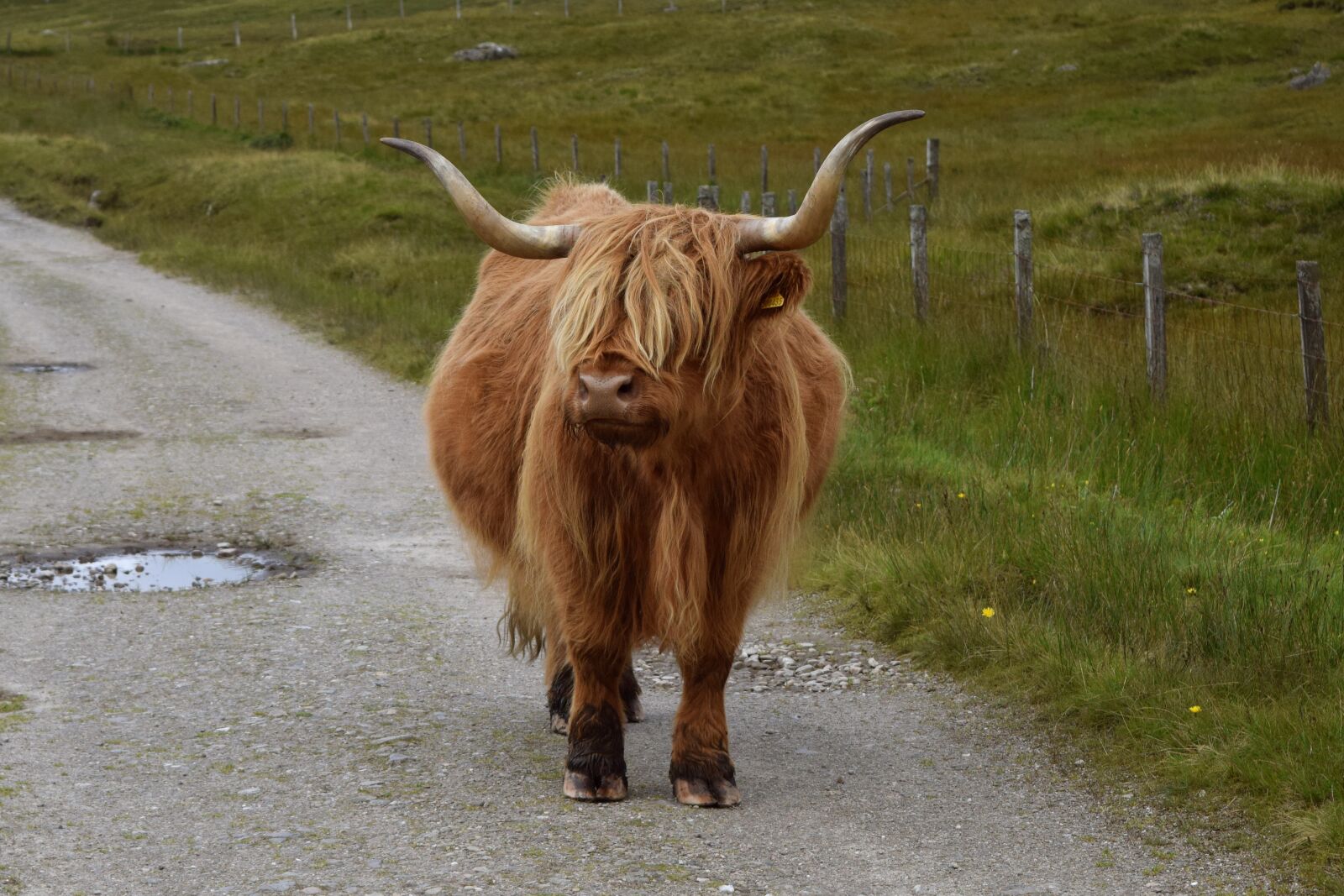 Nikon D3300 sample photo. Cow, scotland, animal photography